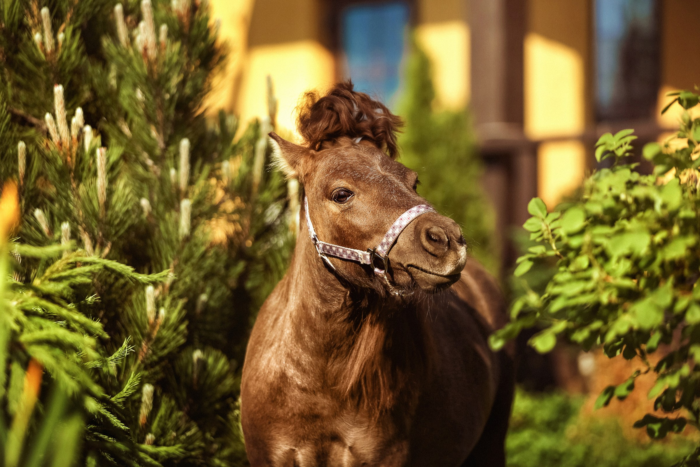 Фотосессии с лошадьми летом. Фотограф женский и мужской портрет Санкт-Петербург