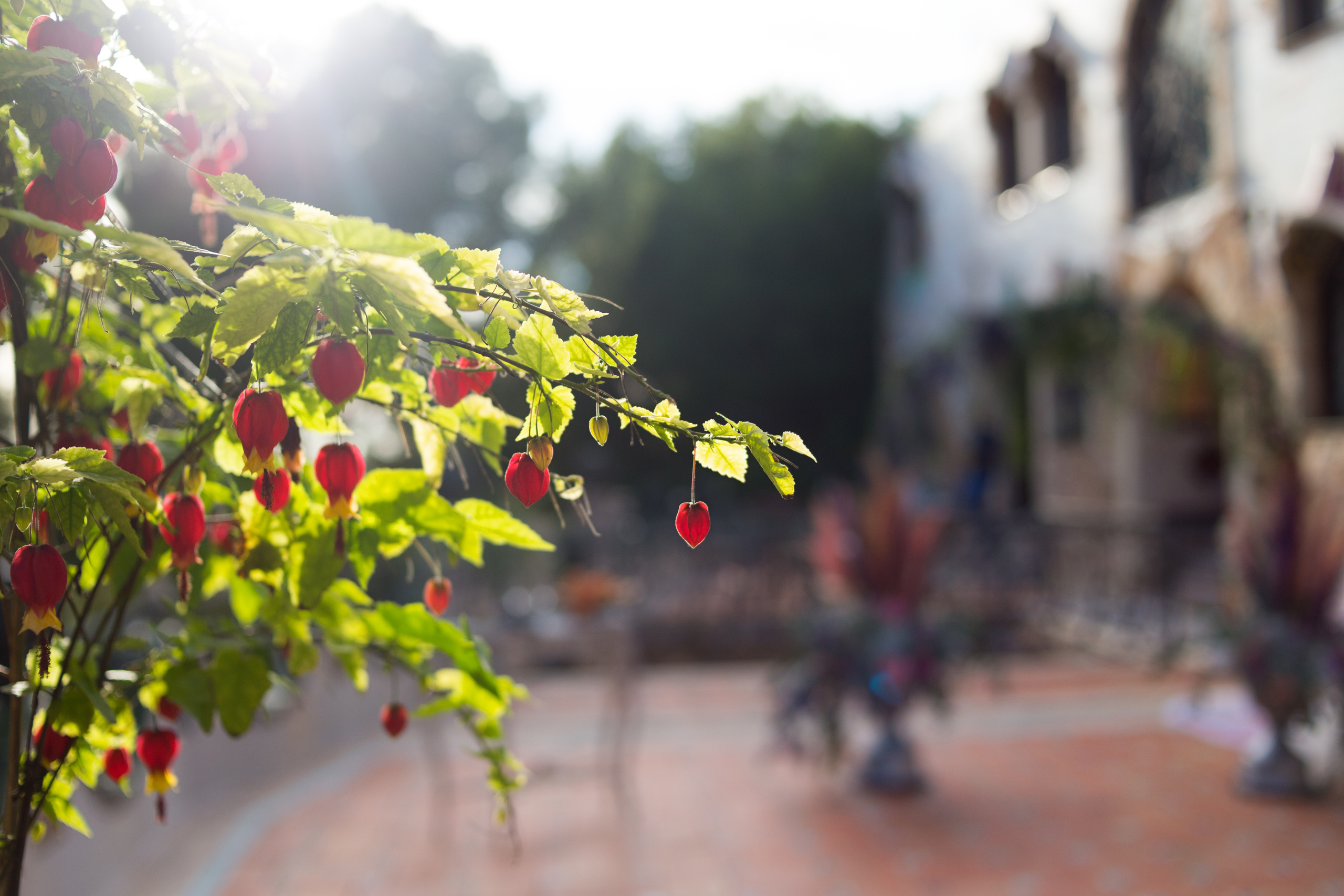 Свадебная фотосъемка для Шани и Давида в Валенсии, Испания. Свадебный и семейный фотограф в Москве Евгения Лисина