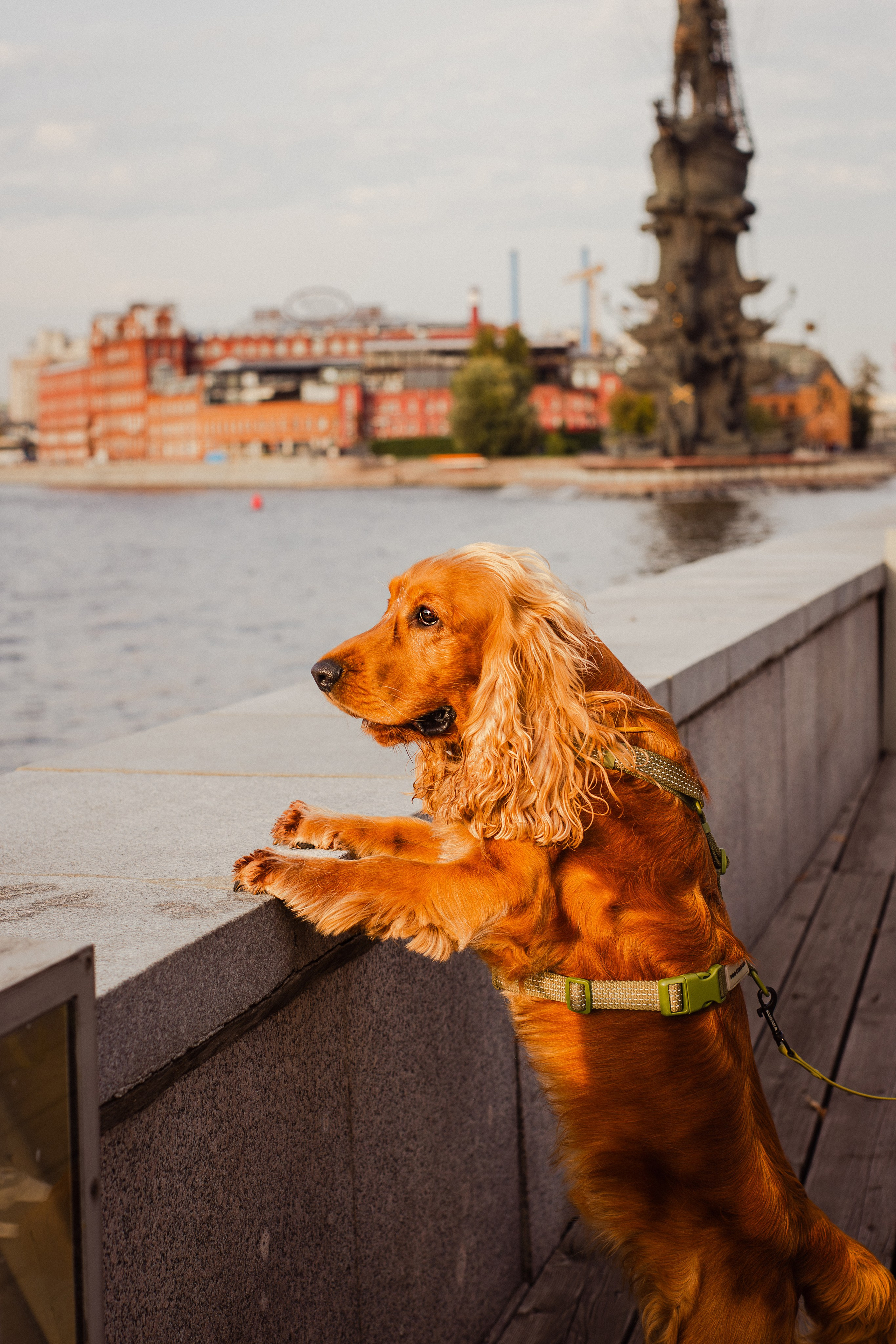 Арина, Паша и Арчер. Фотограф-анималист Мария Баркевич | Москва