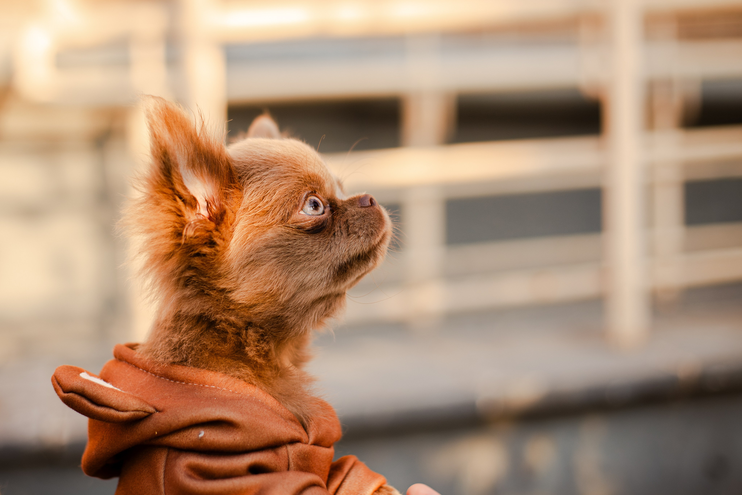 Варя и Фунтик. Фотограф-анималист Мария Баркевич | Москва