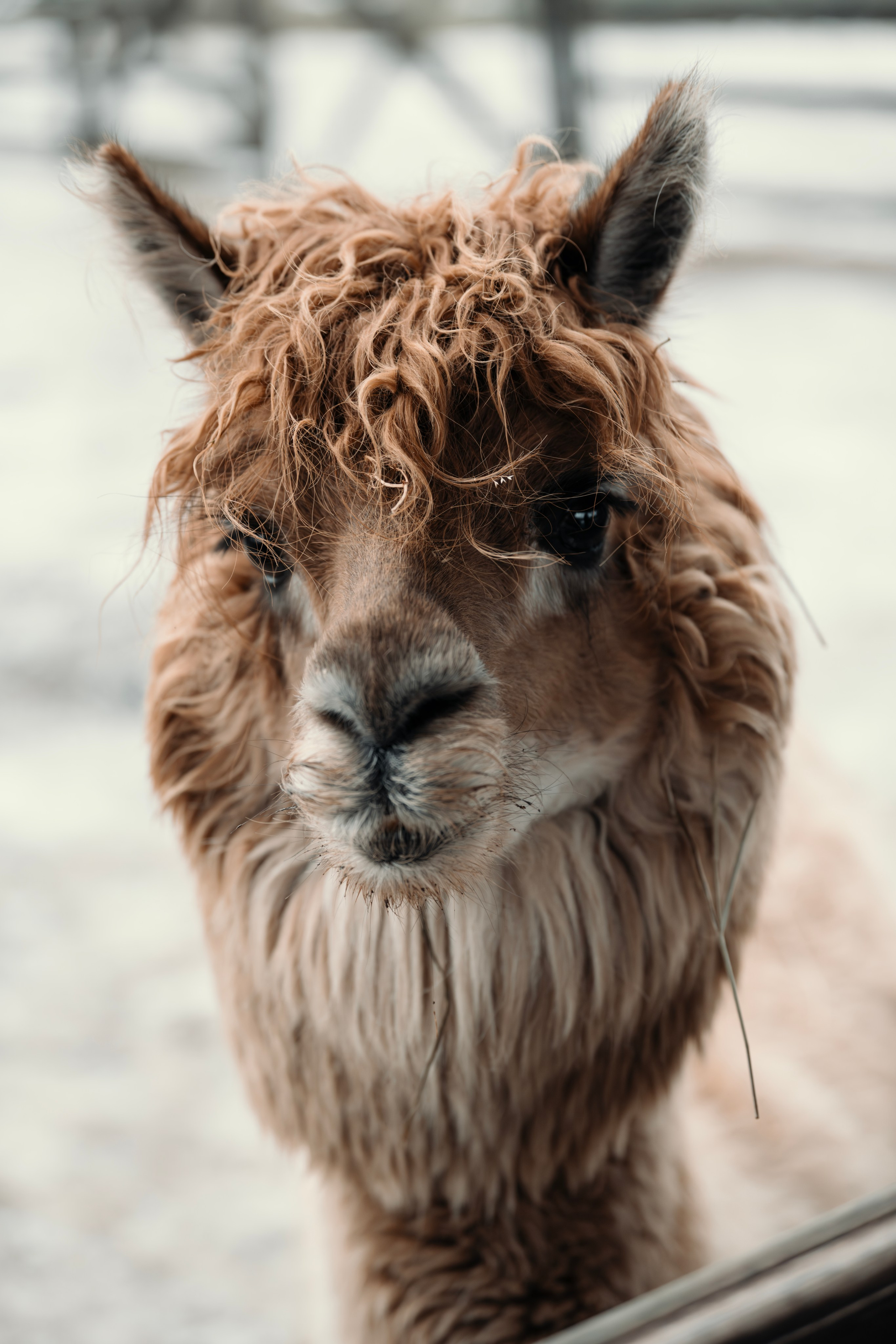 Альпаки. Свадебный и семейный фотограф в Москве Елена Новикова