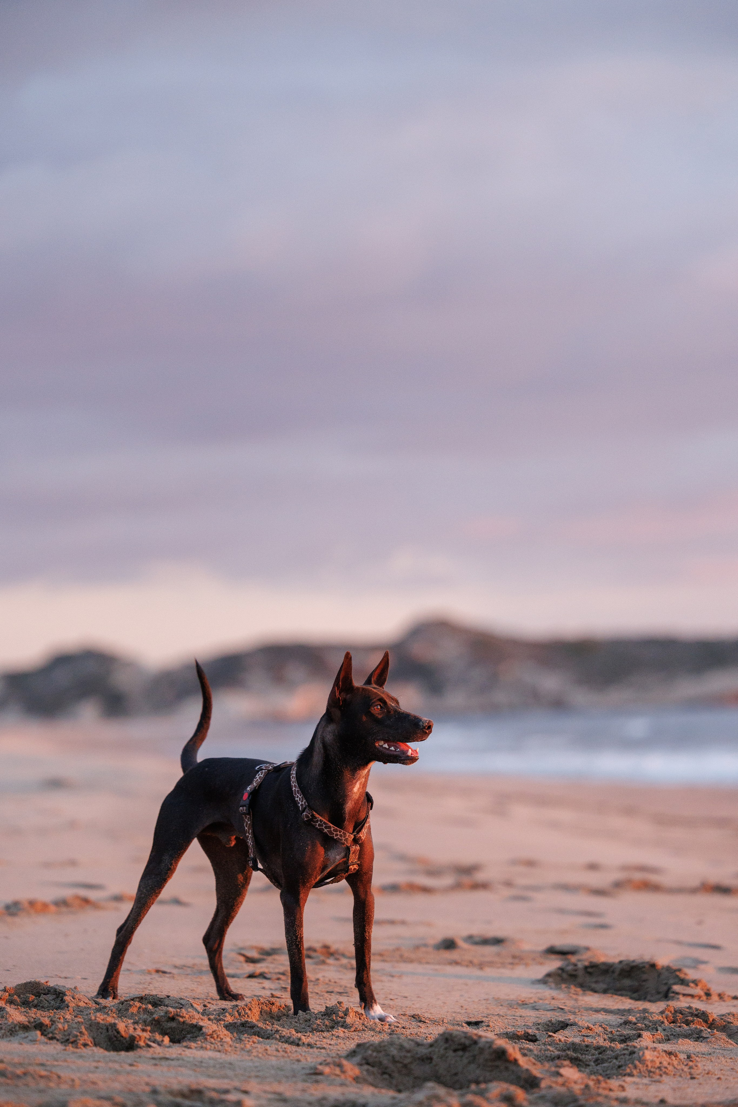 Финик. Фотограф анималист в Казани Алина Сулейманова. Фотограф животных
