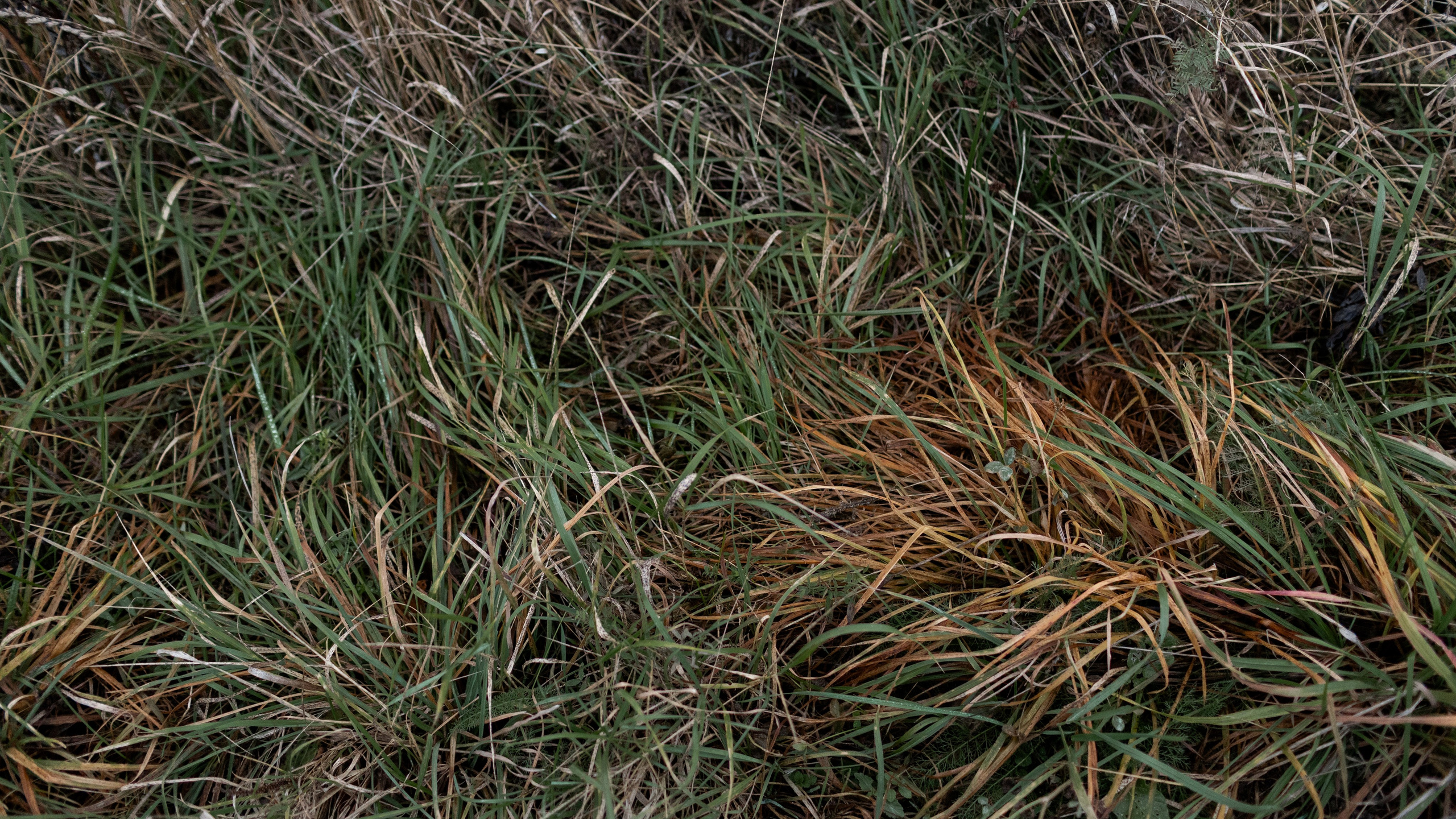 Съемка для глемпинг-отеля Хюгге Кэмп. Природа. Саша Кушнерова Фотографии. Sasha Kushnerova Photos