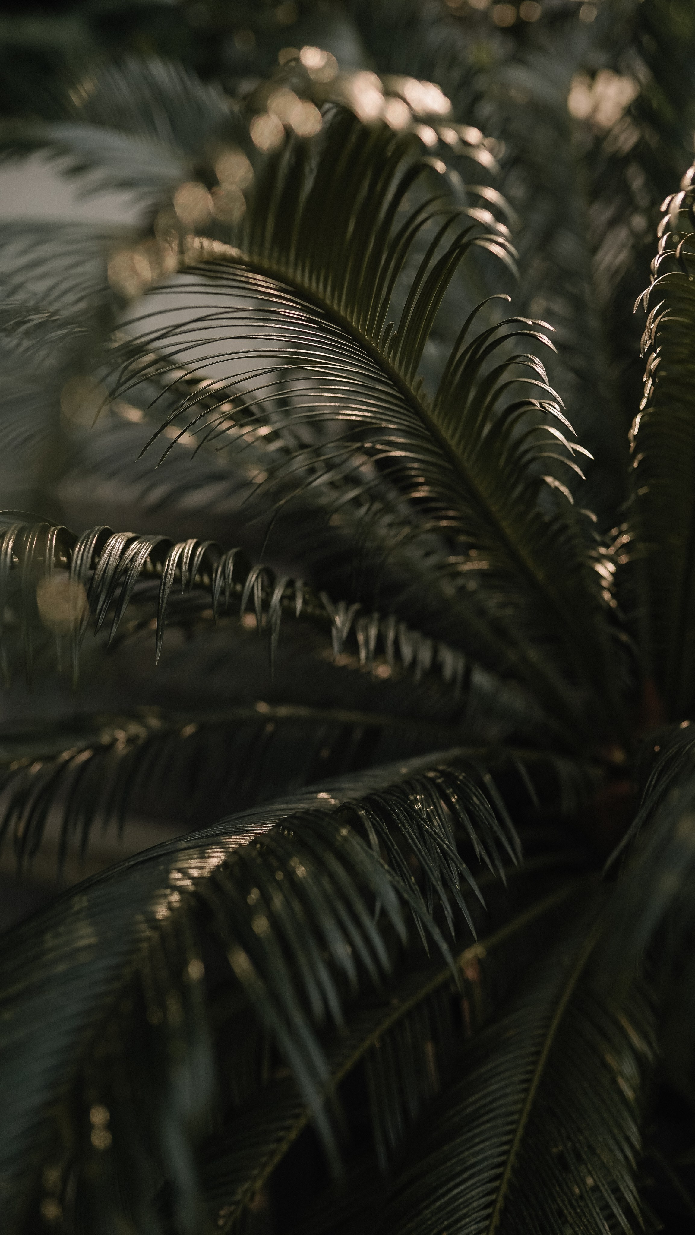 Мамай-Кале — Ресторан в лесу. Милана Довгаль - семейный фотограф и видеограф  в Адлере и Сочи