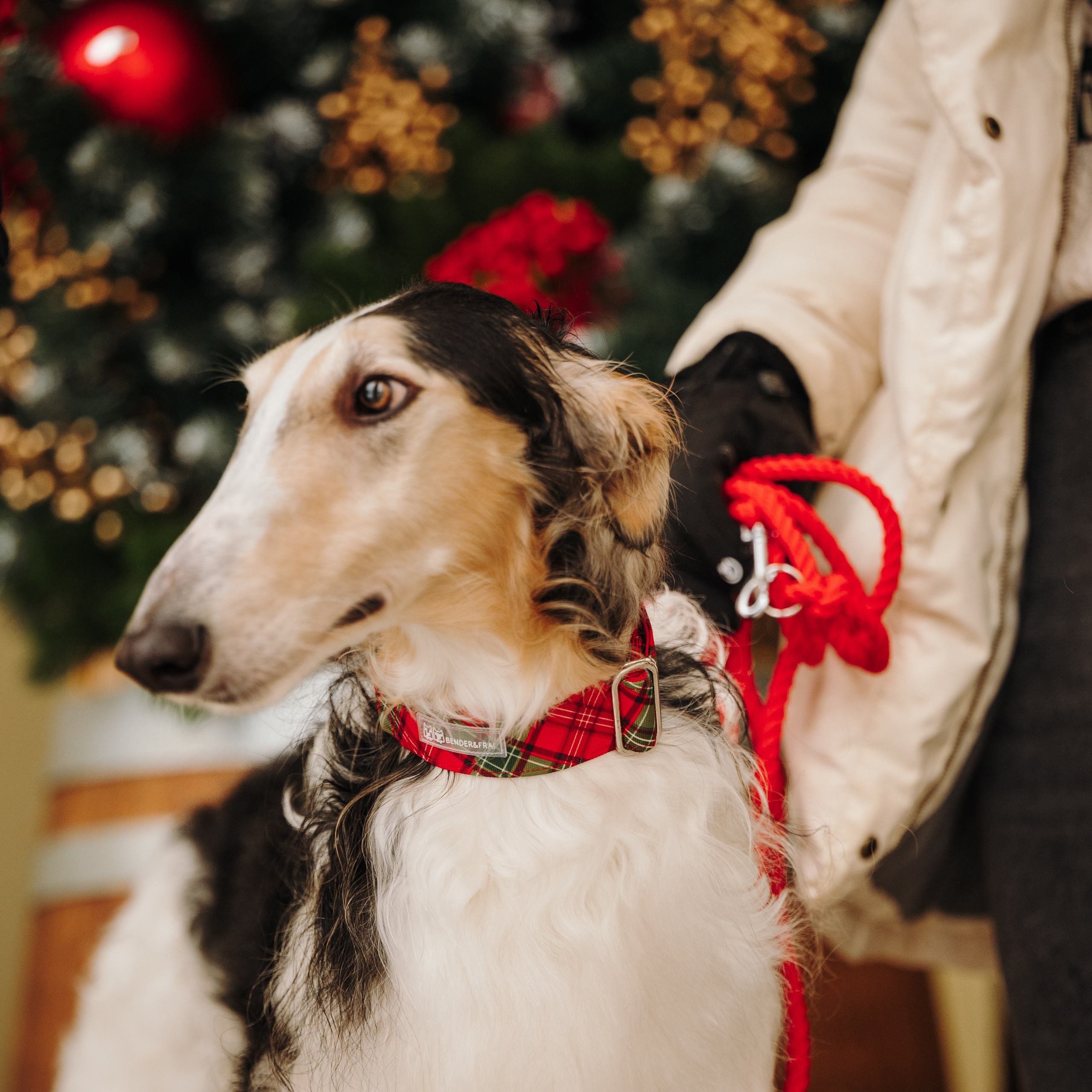 Bender&Frai. Зимняя коллекция. Семейный фотограф анималист Ананьева Мария — Москва