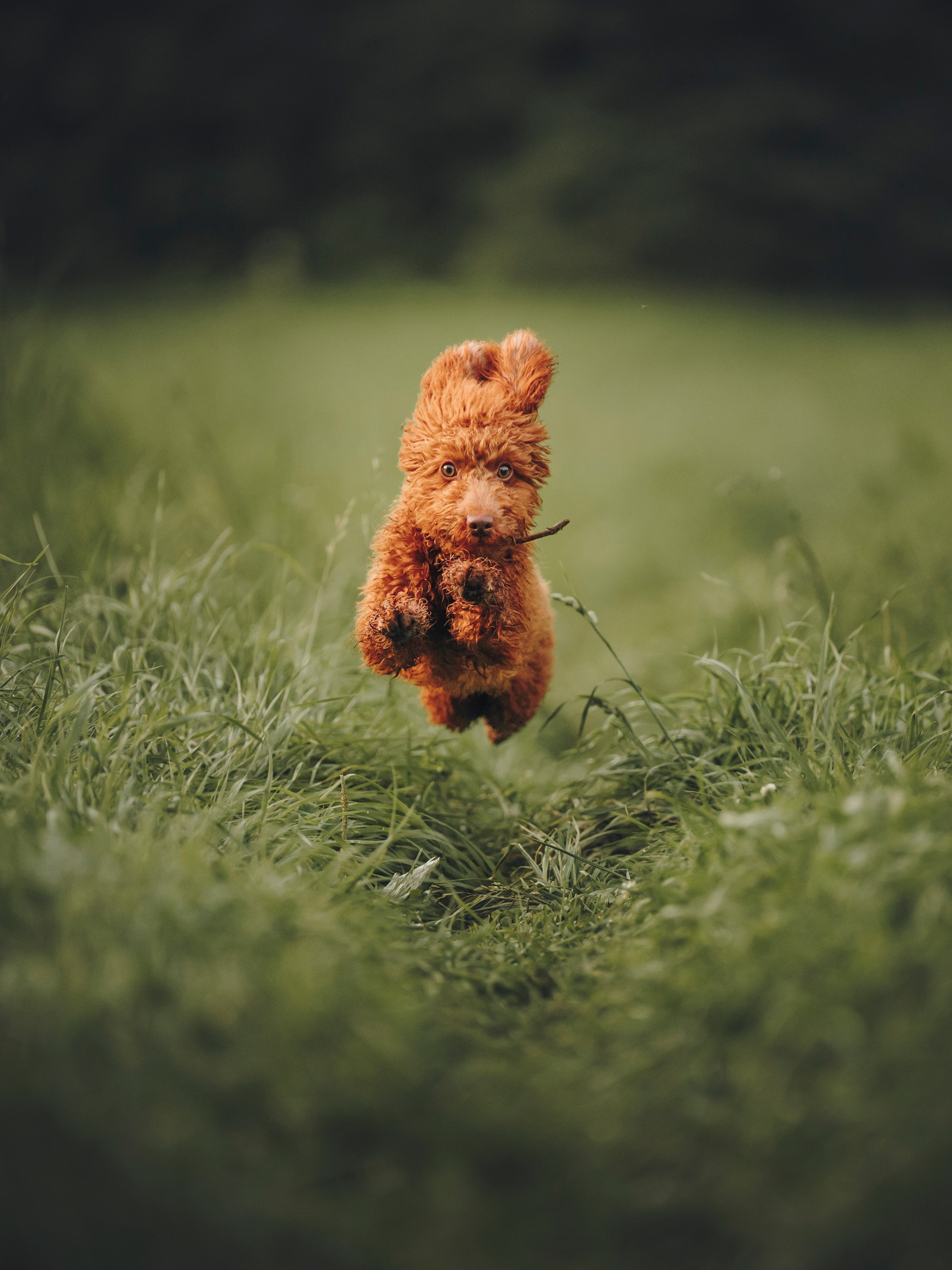 Марина, Тарас и Хагрид. Семейный фотограф анималист Ананьева Мария — Москва