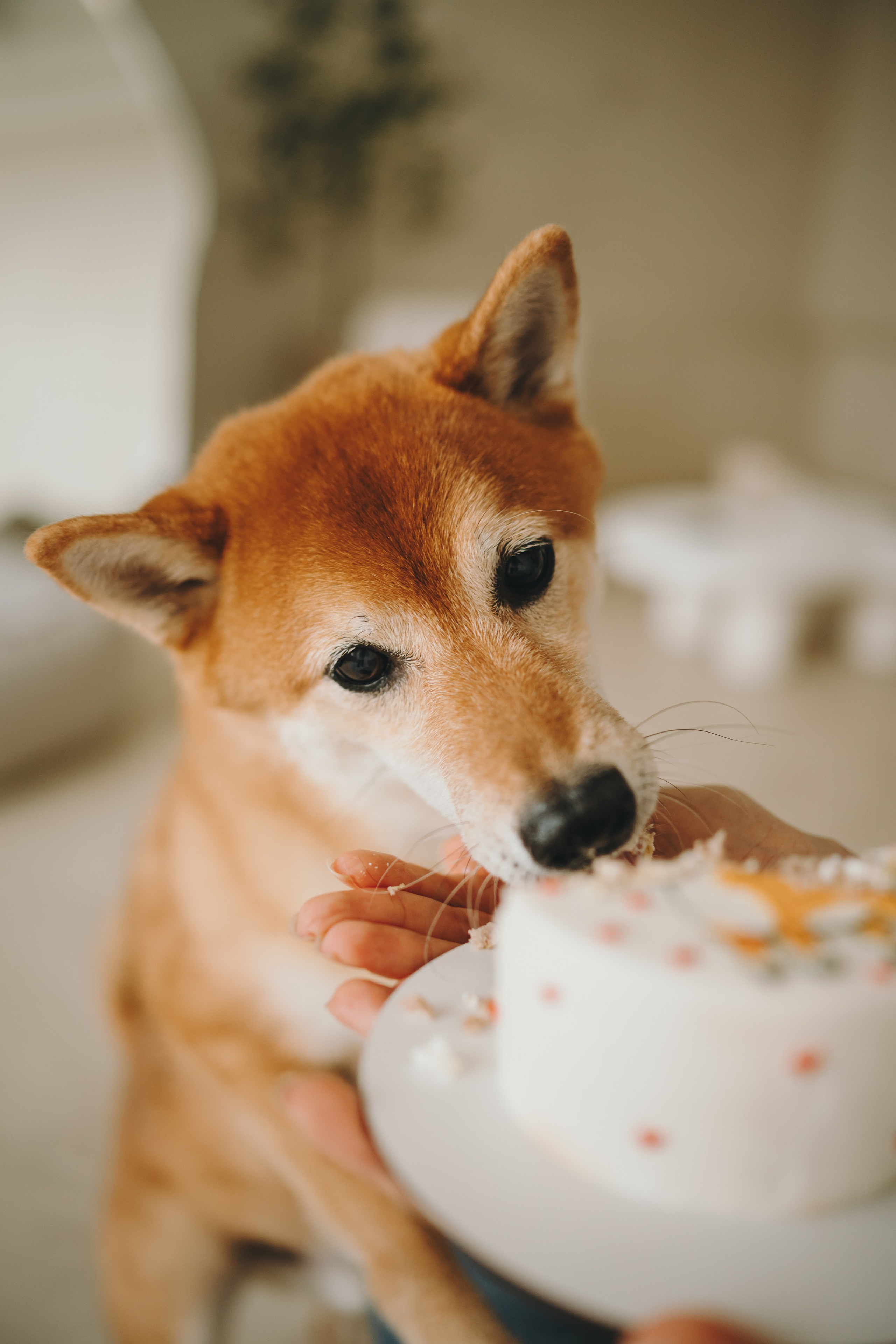 День рождения Кексика. Семейный фотограф анималист Ананьева Мария — Москва