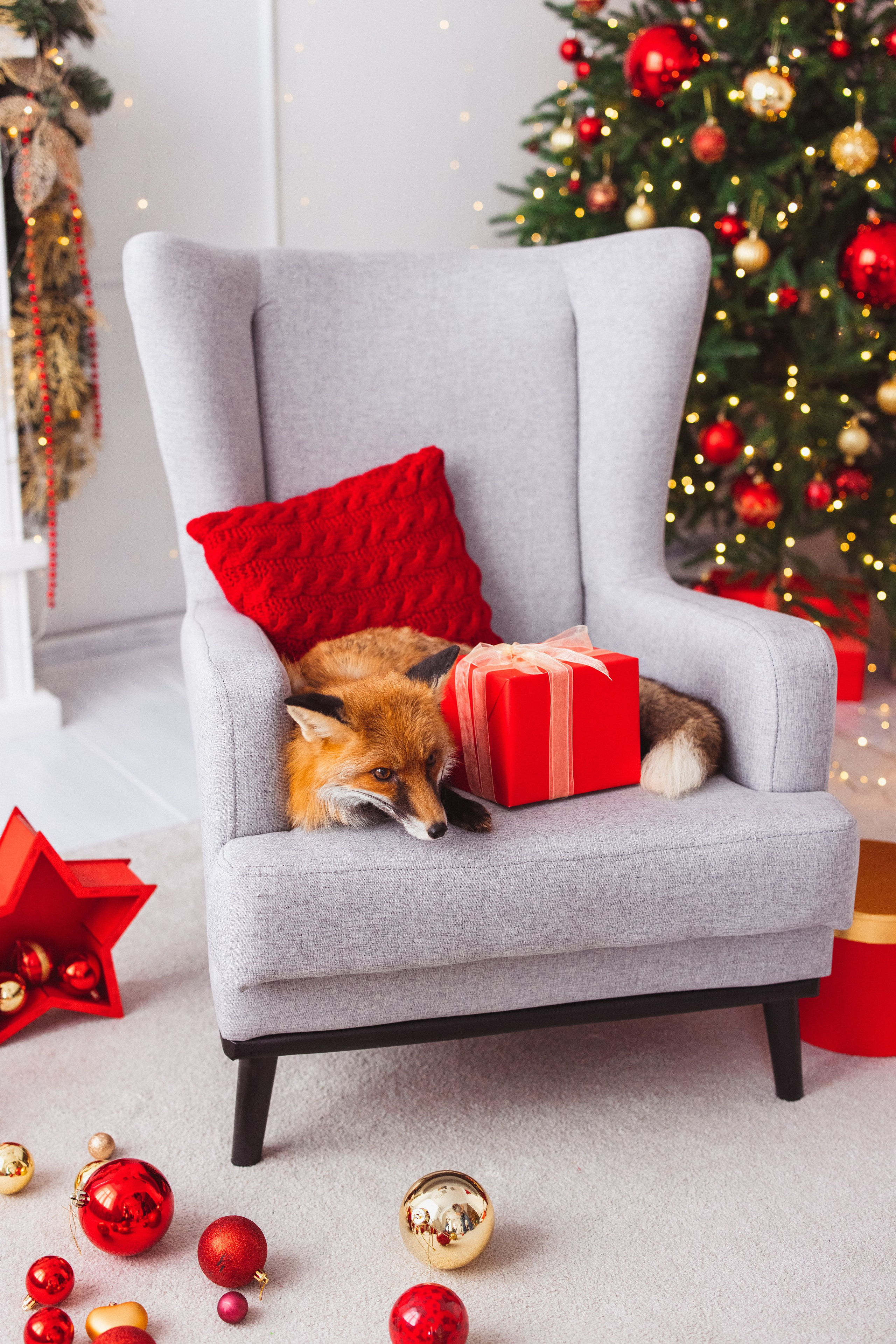 Фотостудия «Мастерская», с лисом. Семейный и детский фотограф в Краснодаре Анна Трашкова