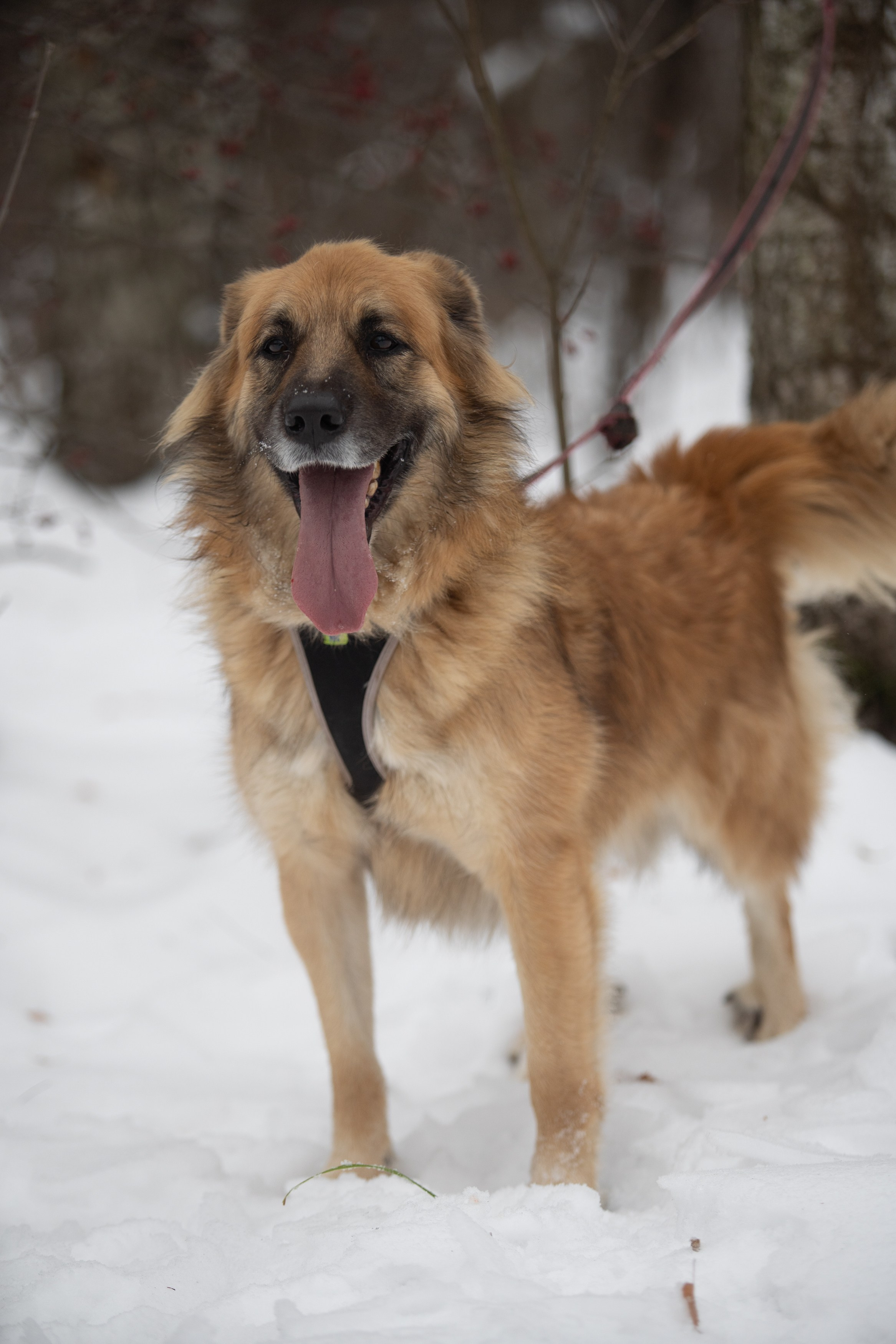 Анималистика. Фотограф в Москве — Георгий Чернышов