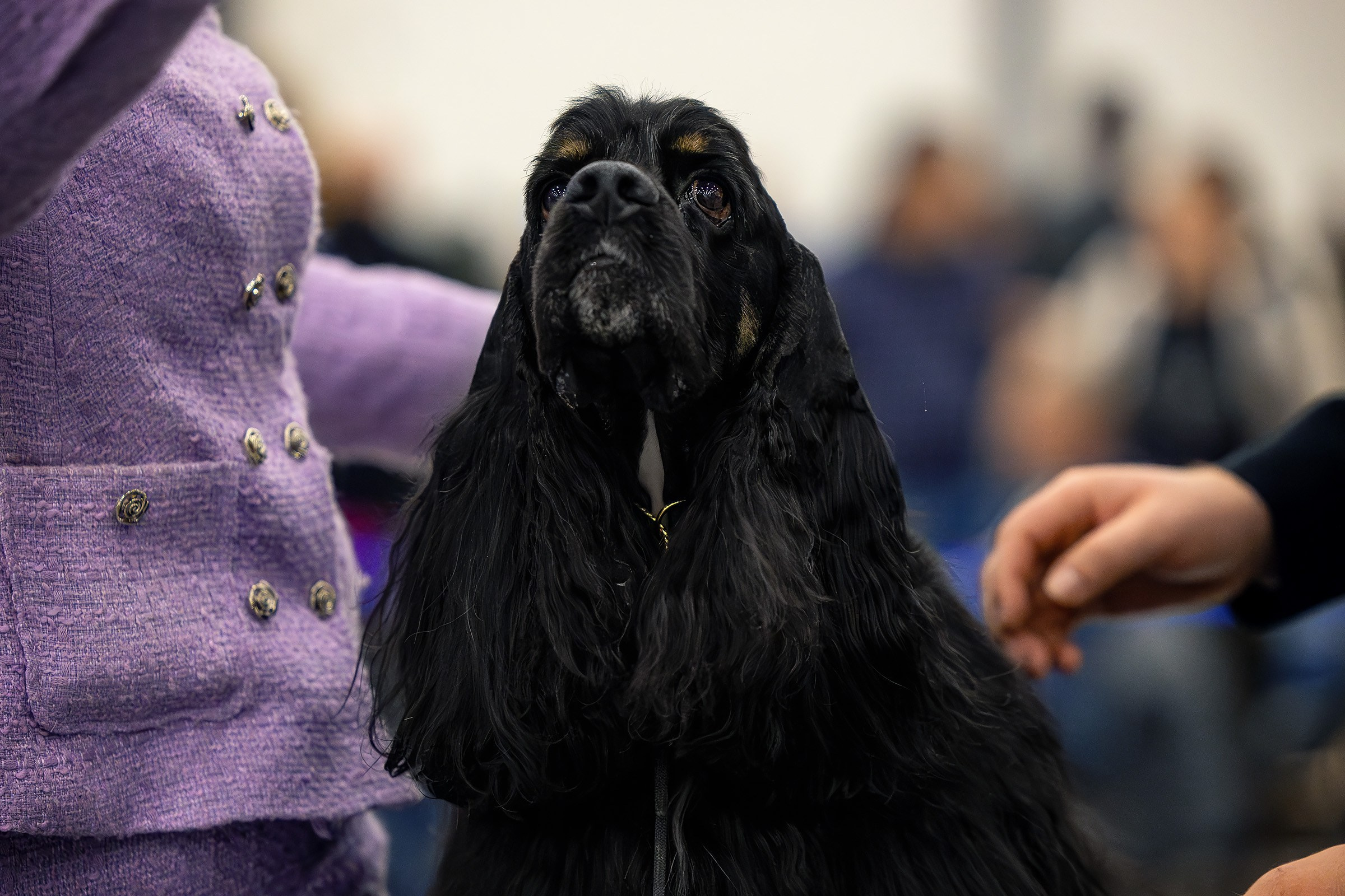 26–27 апреля 2025, Выставка РКФ, г. Санкт-Петербург. Htykk_photo