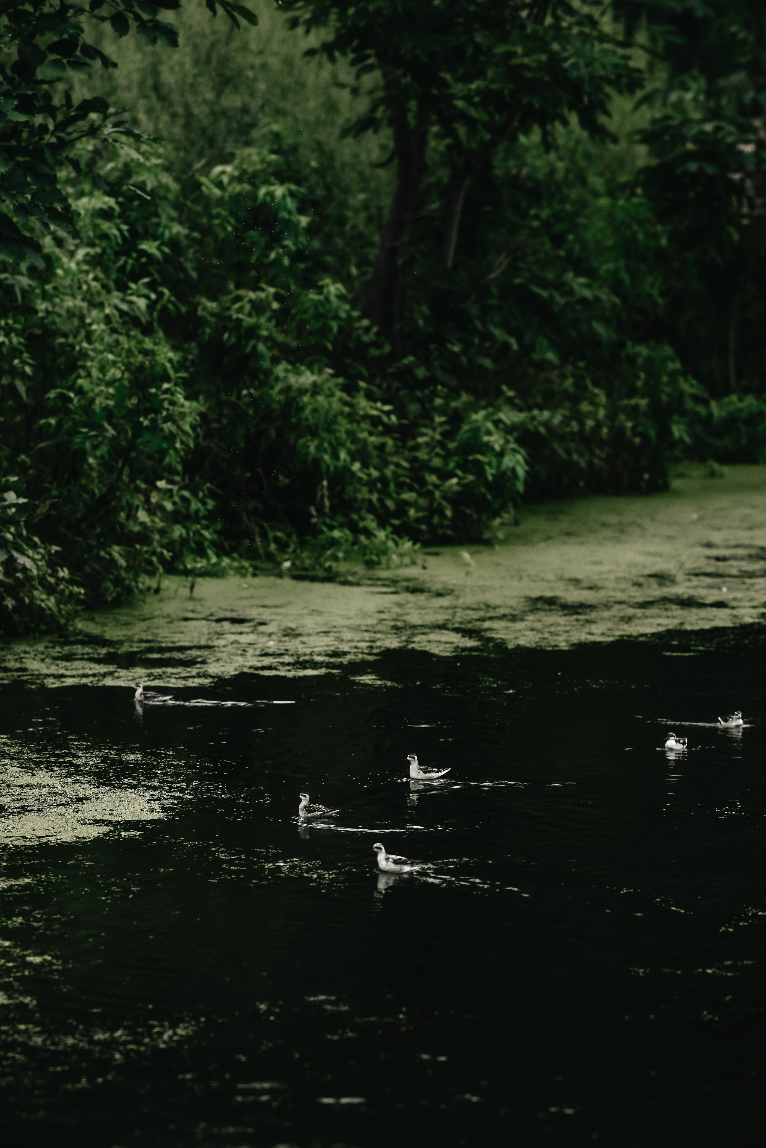 Лера Андрей. Свадебный и семейный фотограф Владивосток