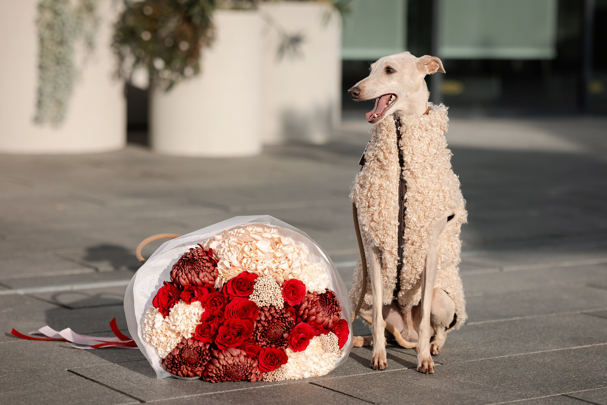 Профессиональный питомник левреток РКФ/FCI ASTI SAPPHIRE 💎 Сочи|Санкт-Петербург