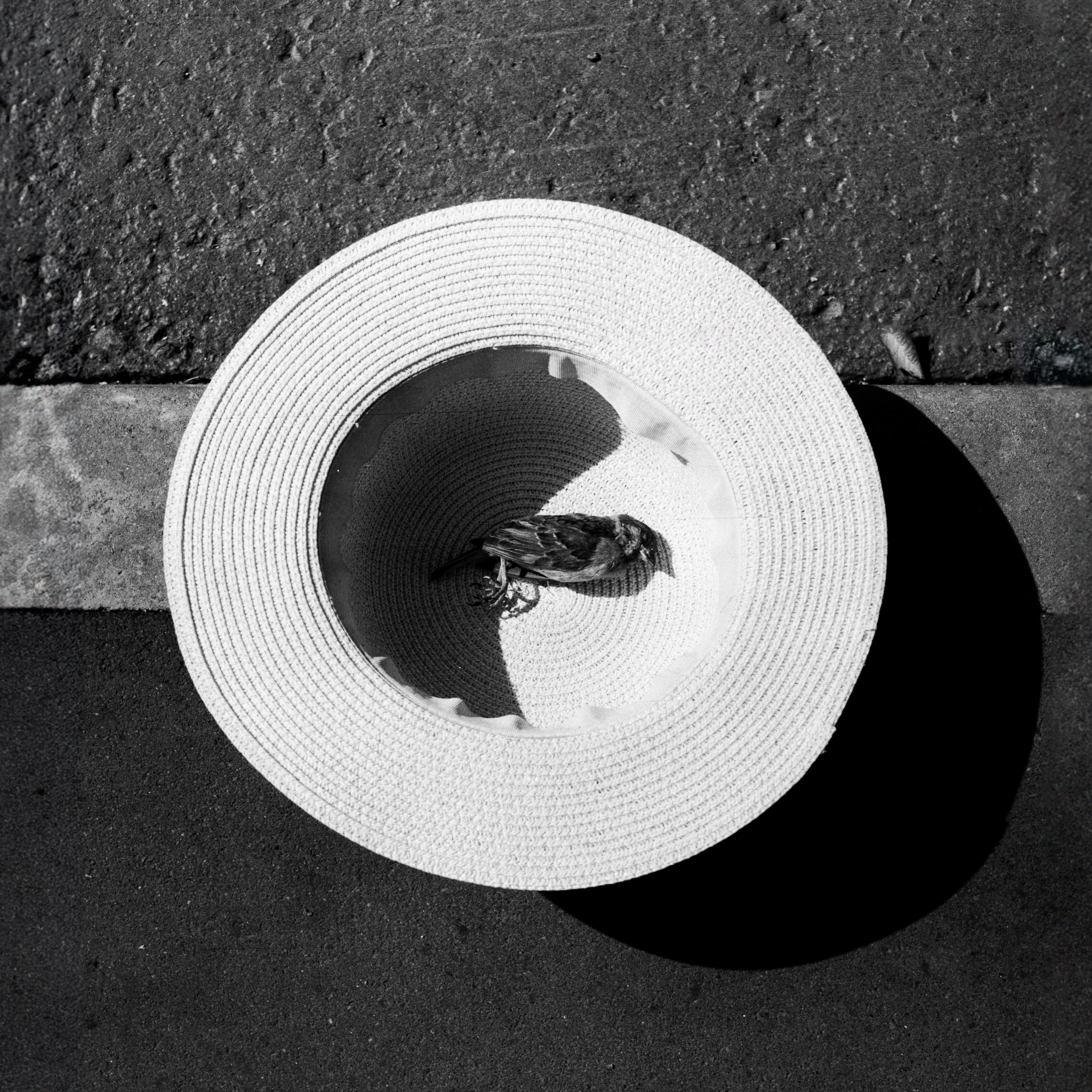 Landscape+. Arseny Sapelkin