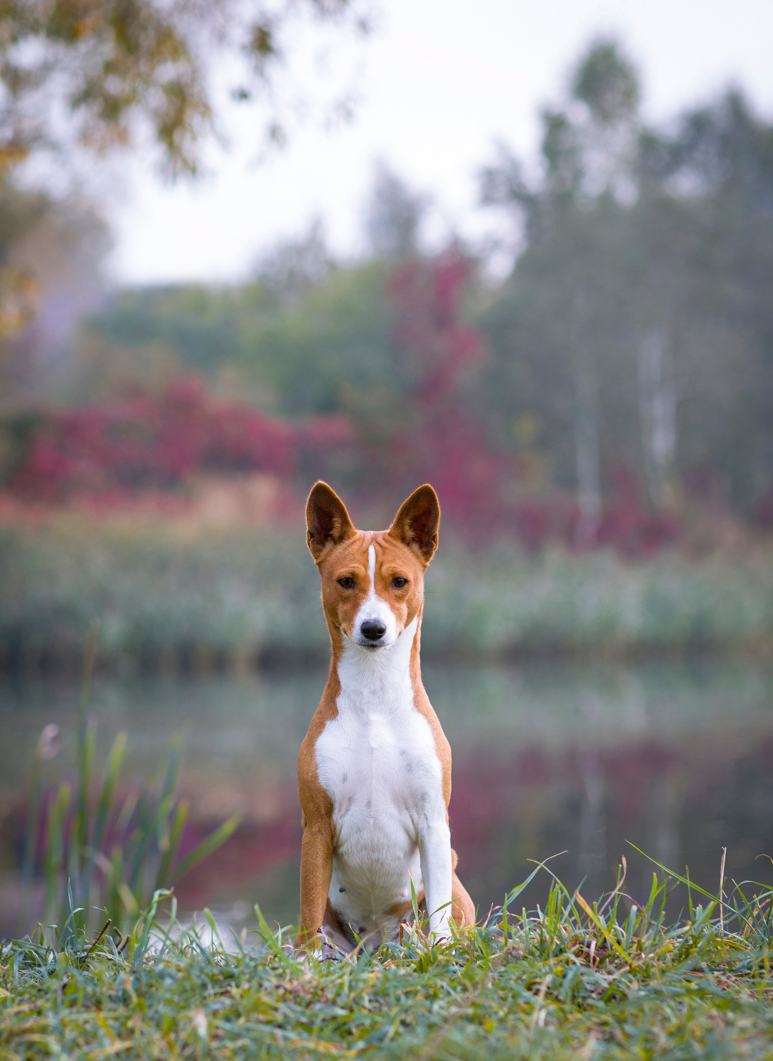 Басенджи. Фотограф — анималист Татьяна Ли