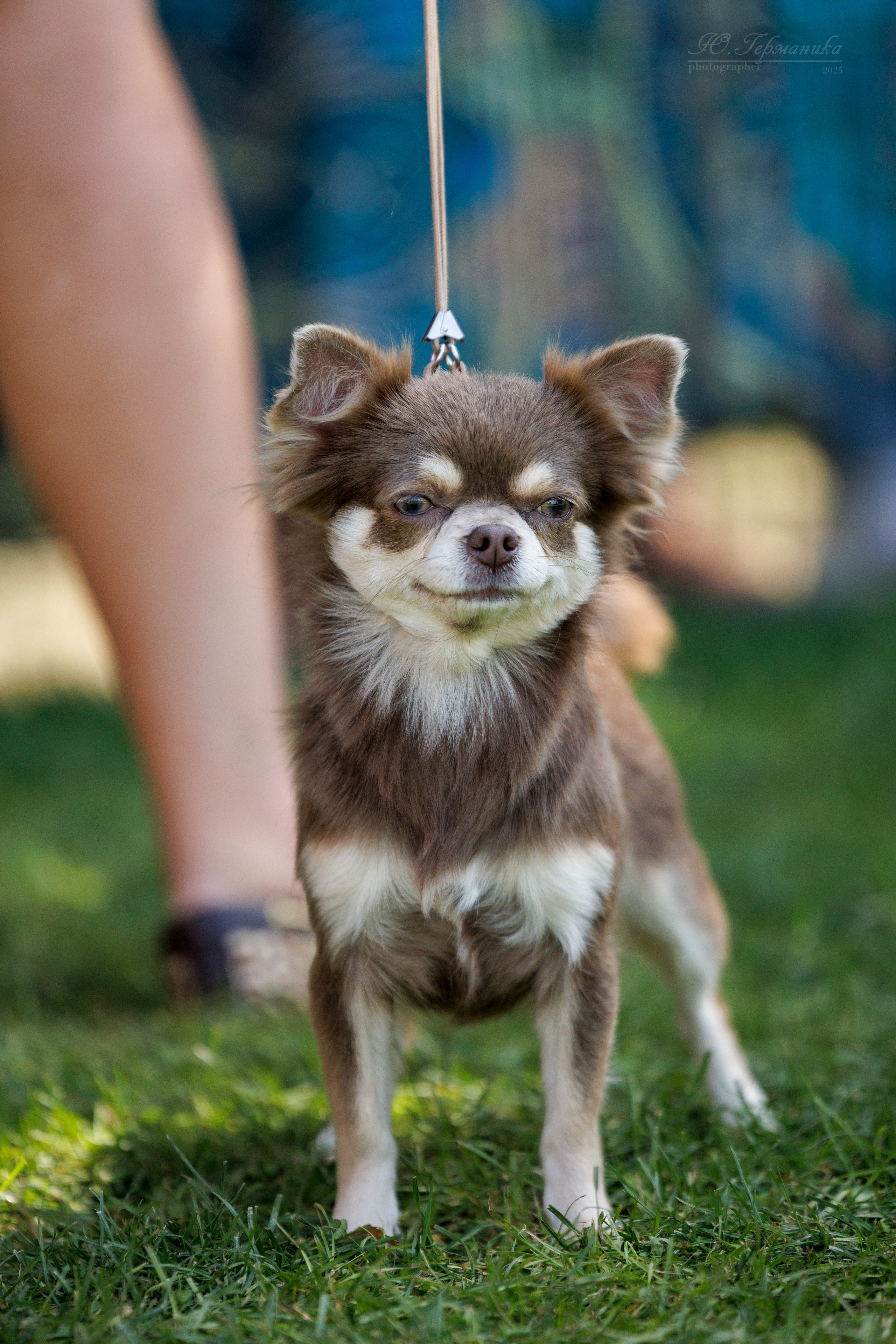 Бишкек 3х CACIB 26-28.09.2025. Фотограф-анималист Юлия Германика