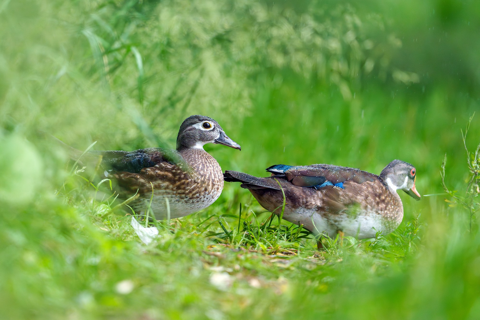 Удивительные мир птиц. Вокруг нас столько прекрасного — присмотритесь!. Ваш личный фотограф Марина Волкова