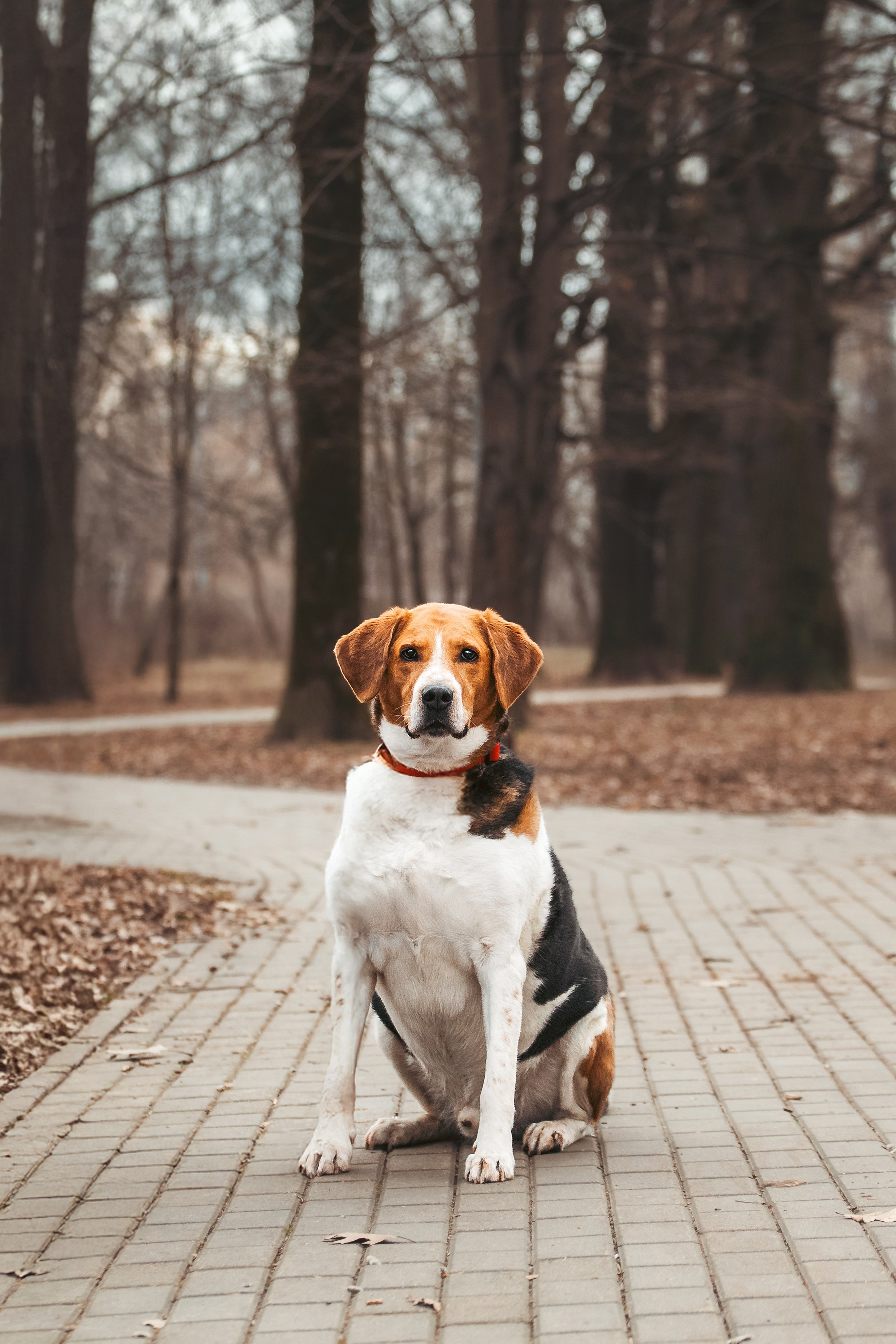 Собаки из приюта Дубовая роща весна 2025. Фотограф-анималист Татьяна Степанова