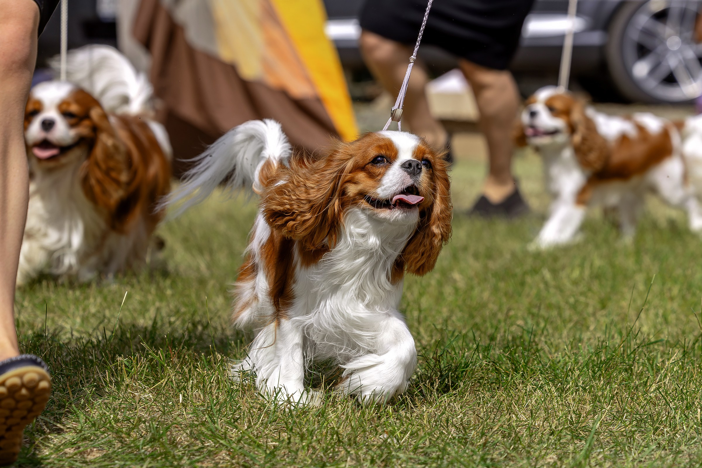 2–3 августа 2025, Выставка РКФ, г. Пермь. Htykk_photo