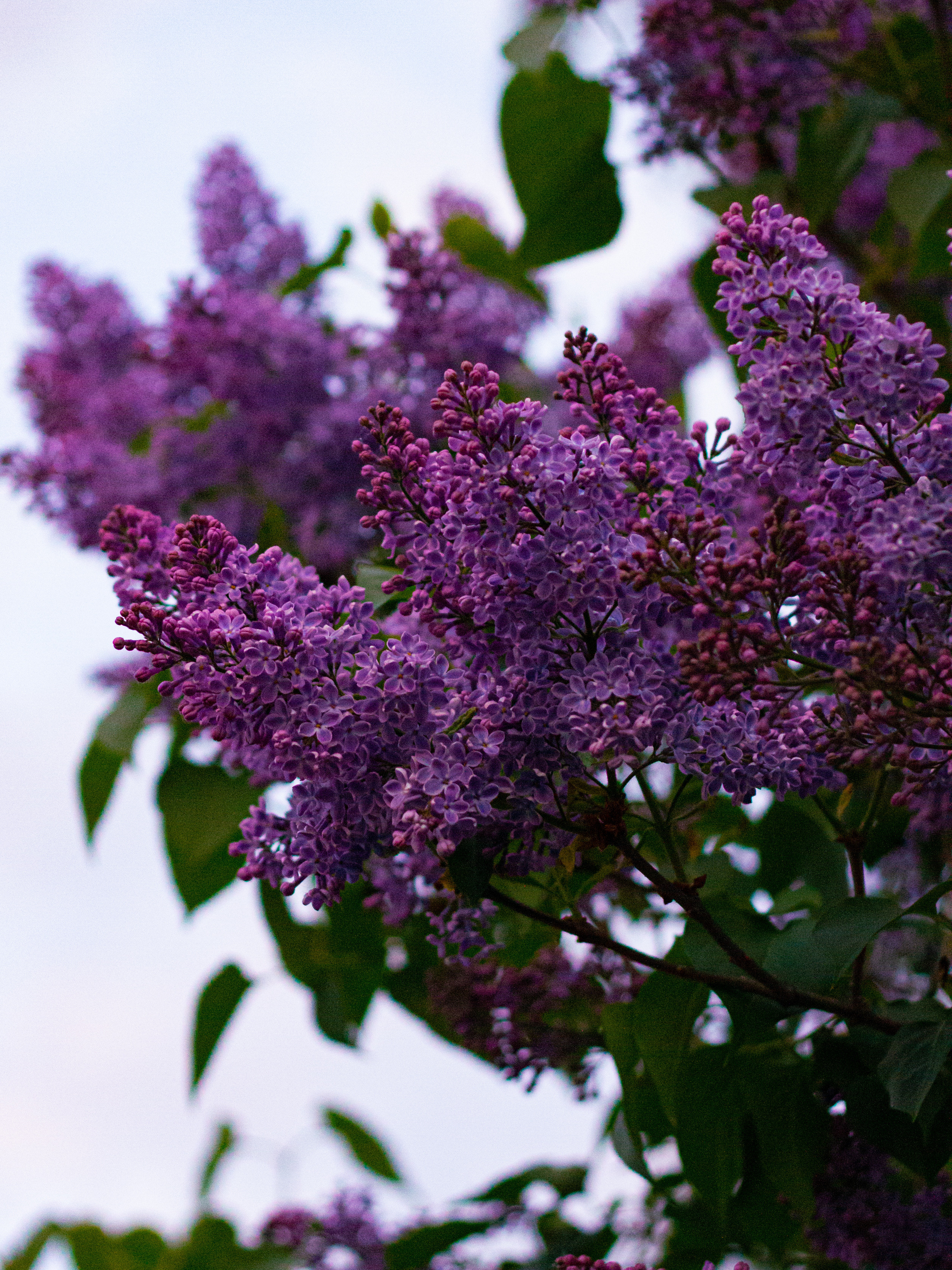Село Петрилово. «Матрица»