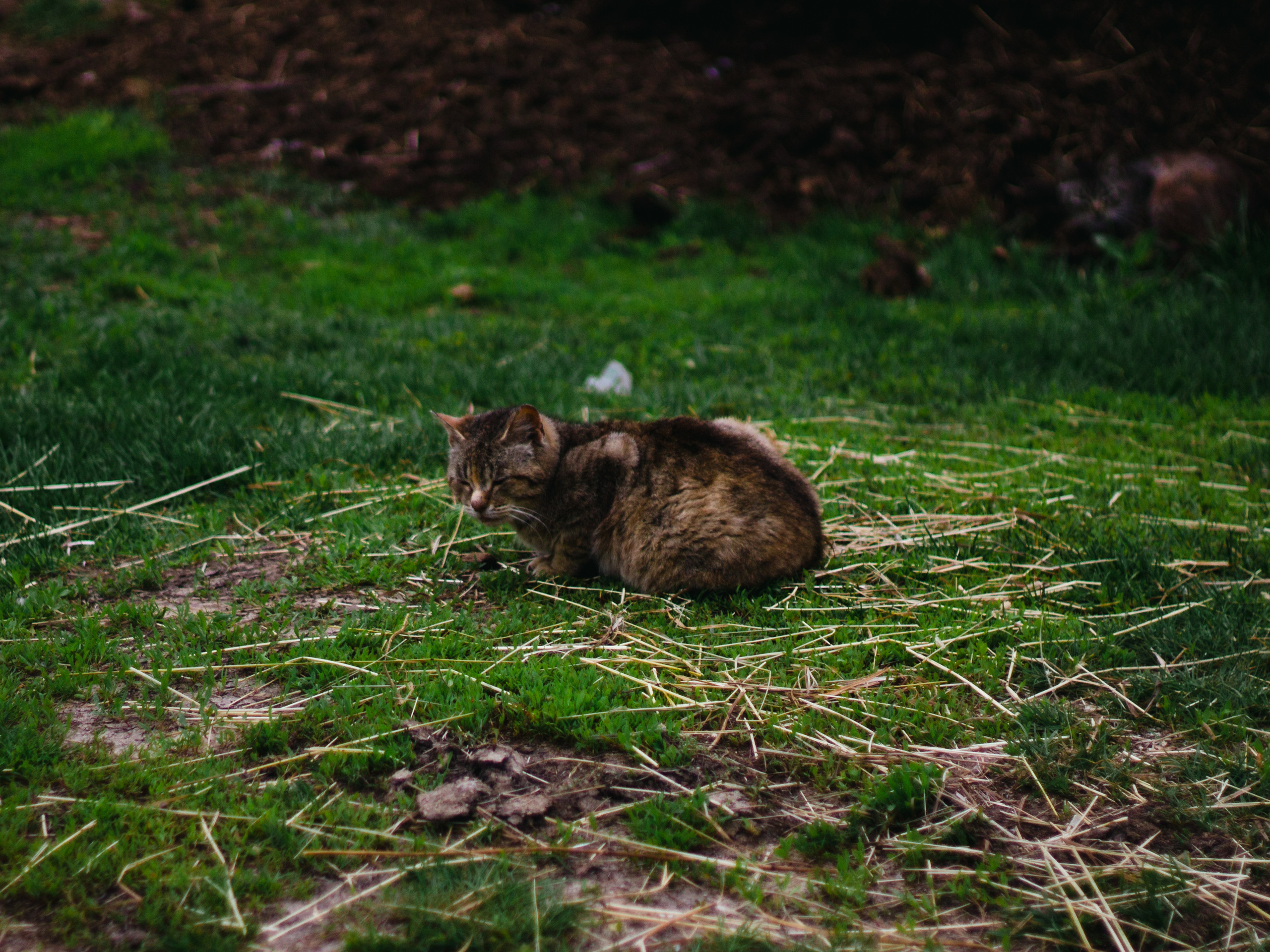 Село Петрилово. «Матрица»