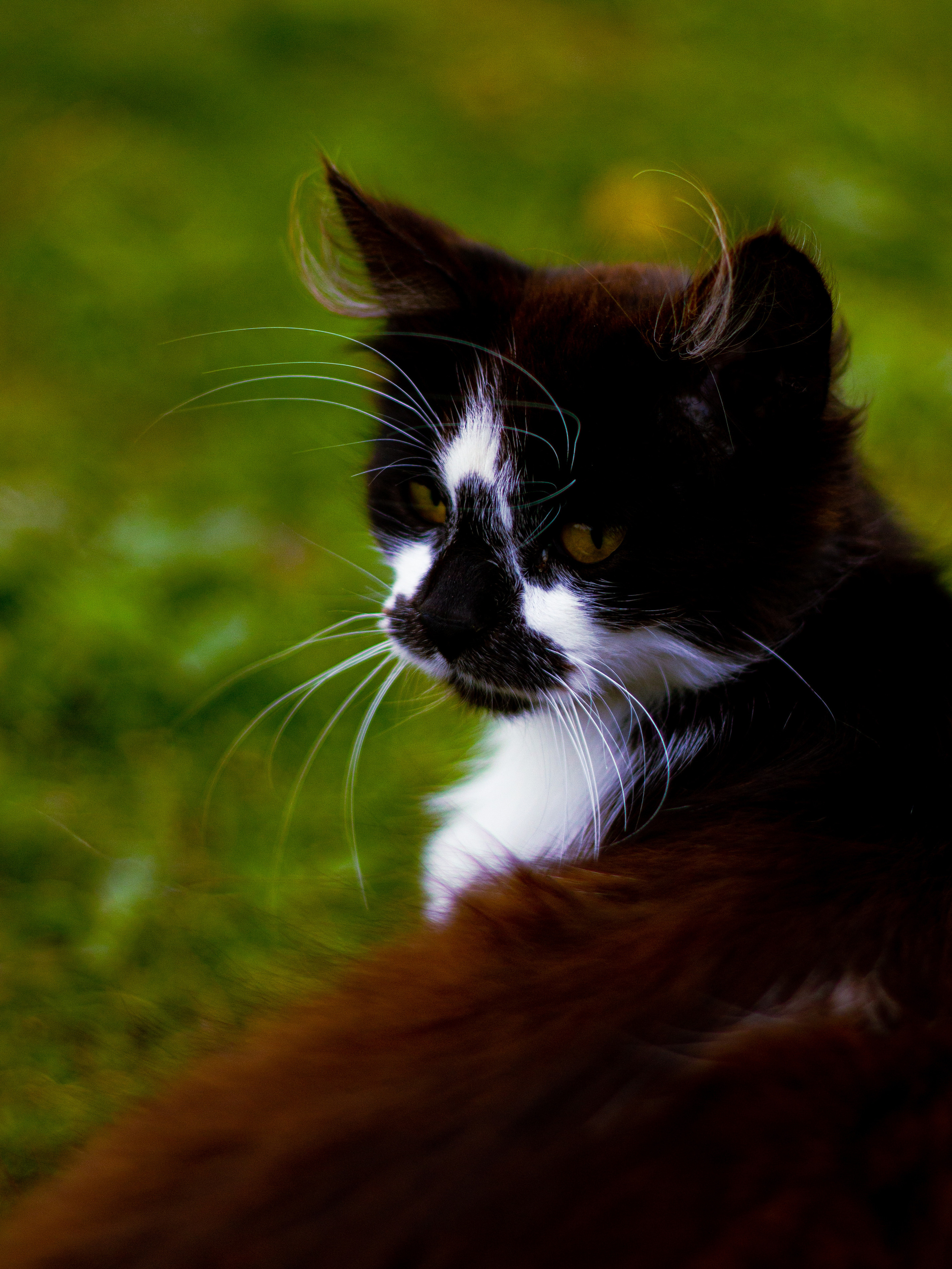 Село Петрилово. «Матрица»