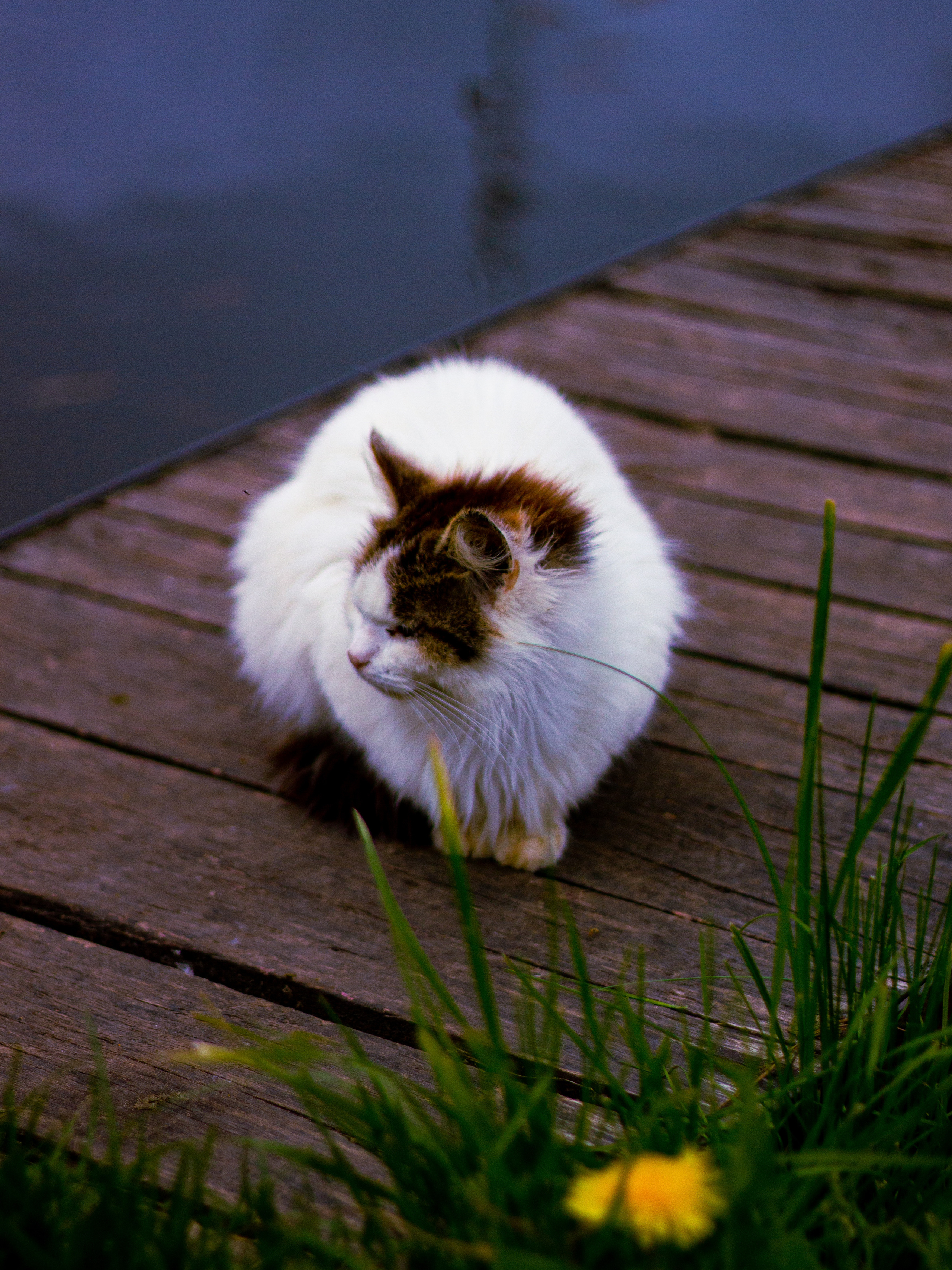 Село Петрилово. «Матрица»