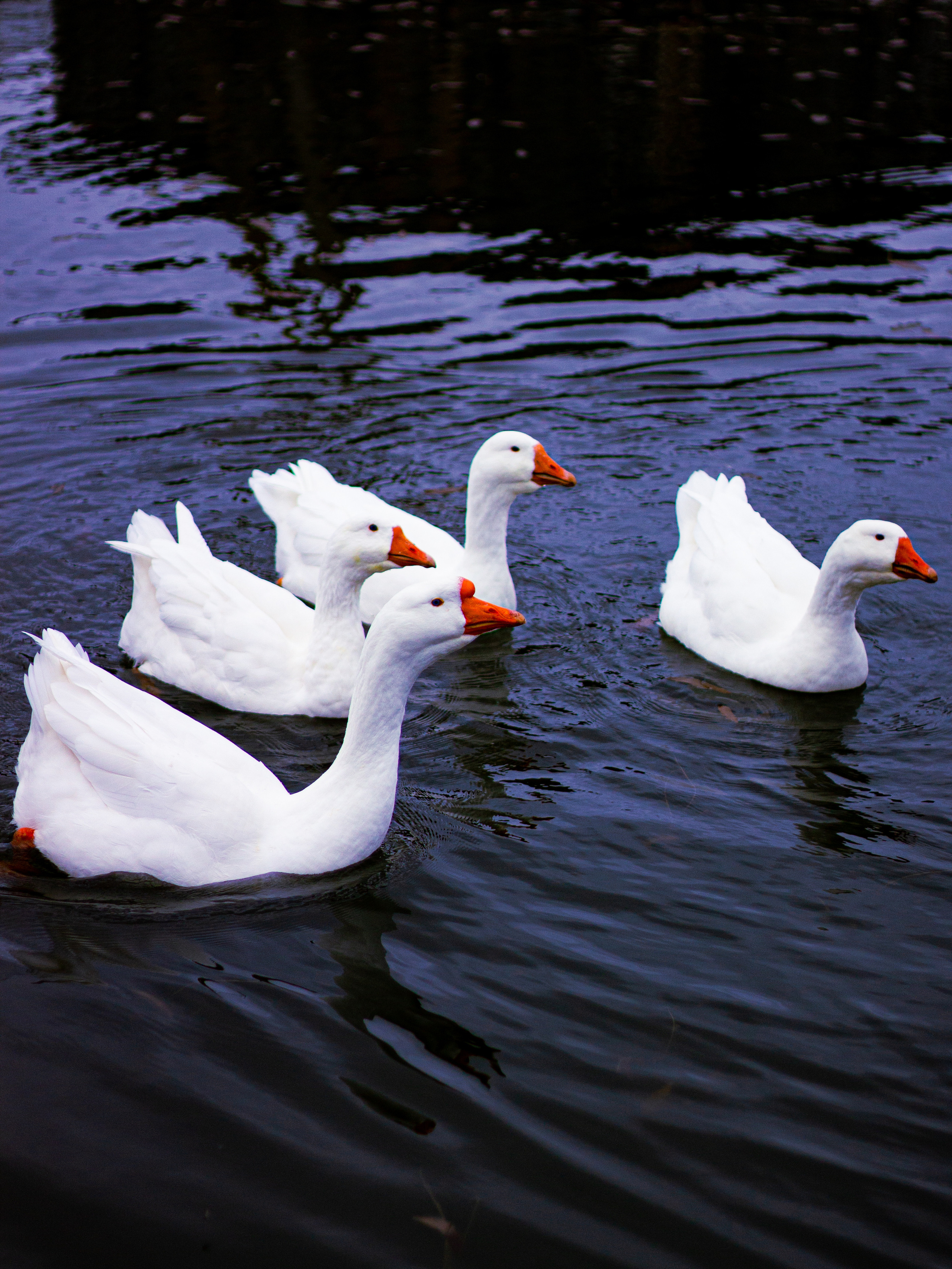 Село Петрилово. «Матрица»