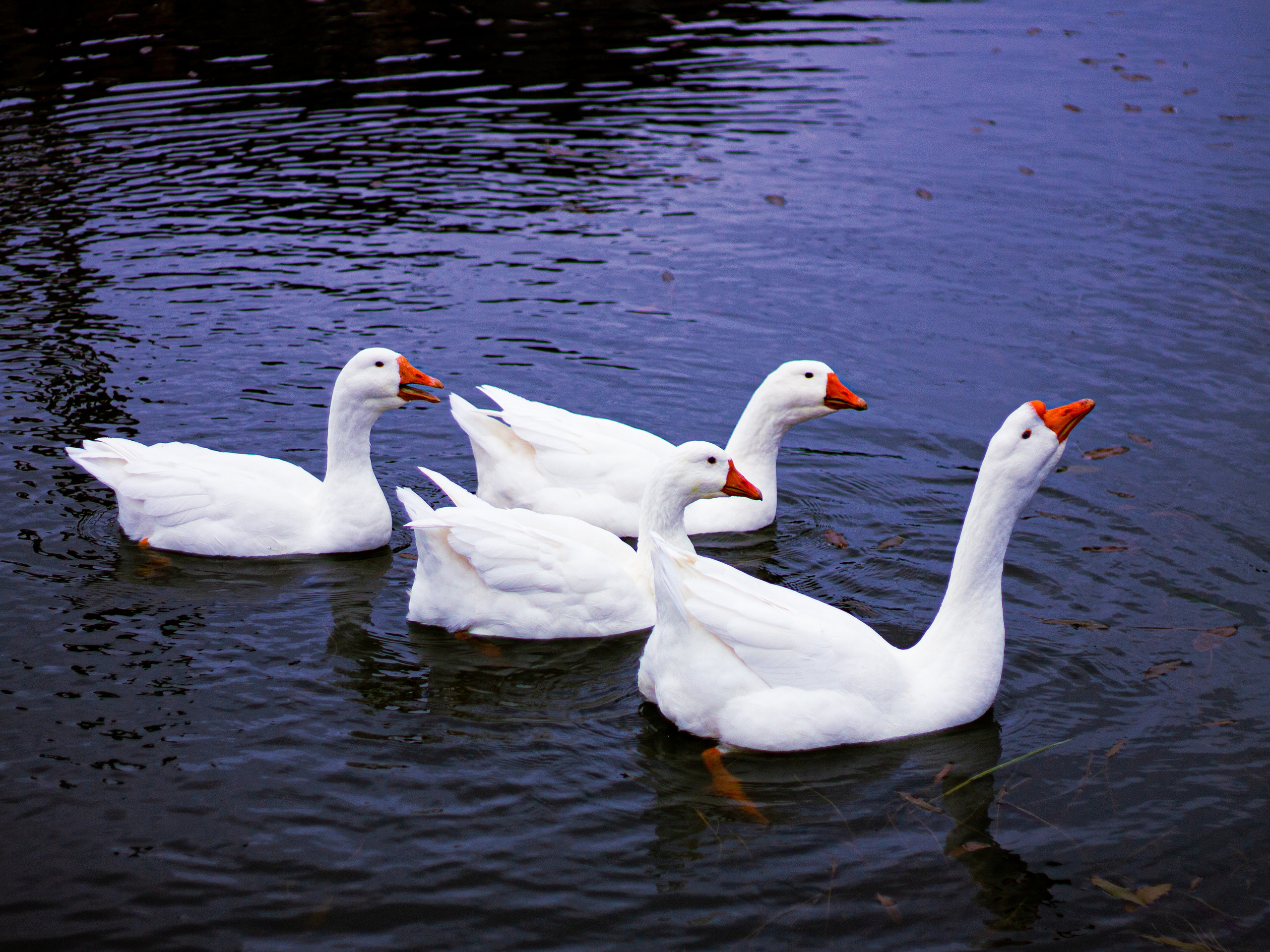 Село Петрилово. «Матрица»
