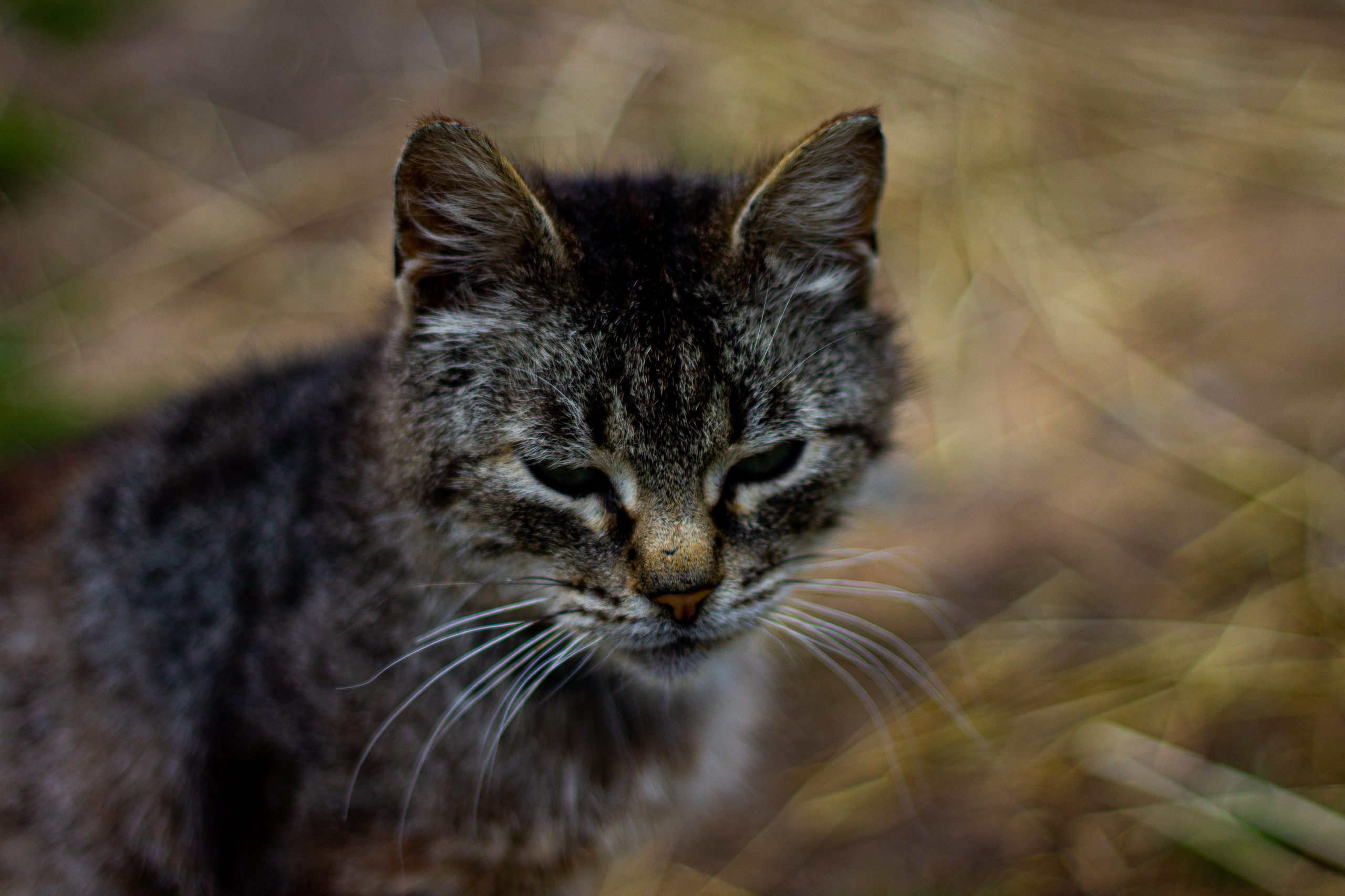Село Петрилово. «Матрица»