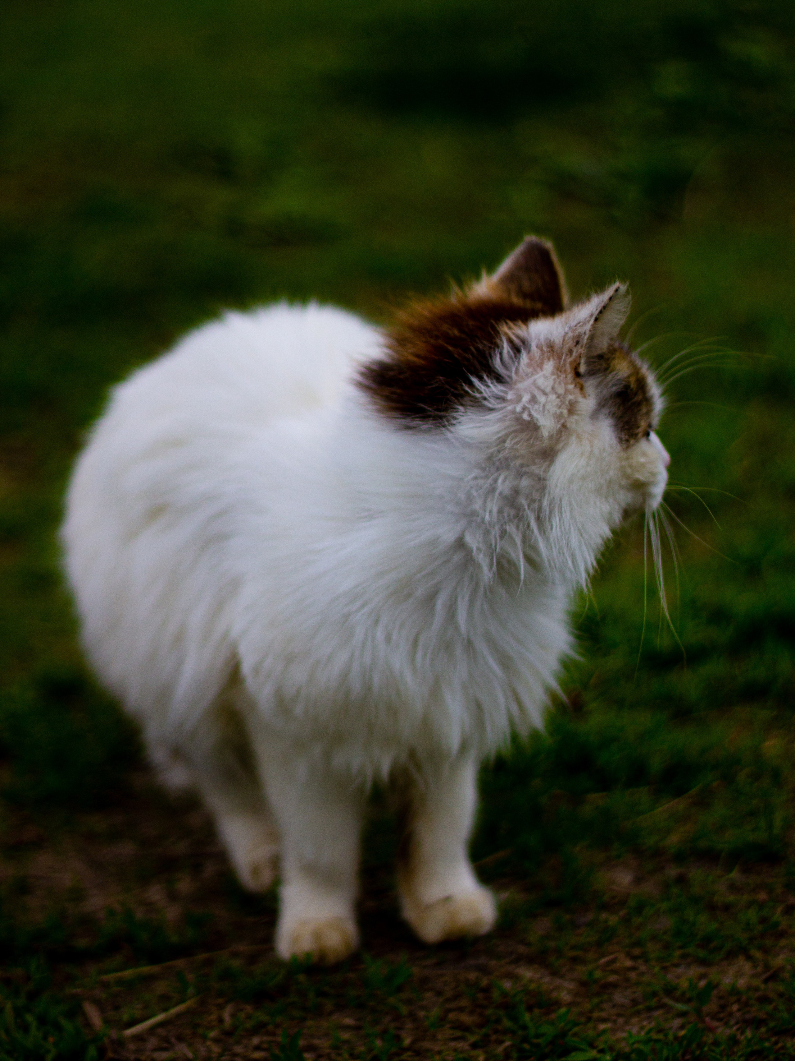 Село Петрилово. «Матрица»