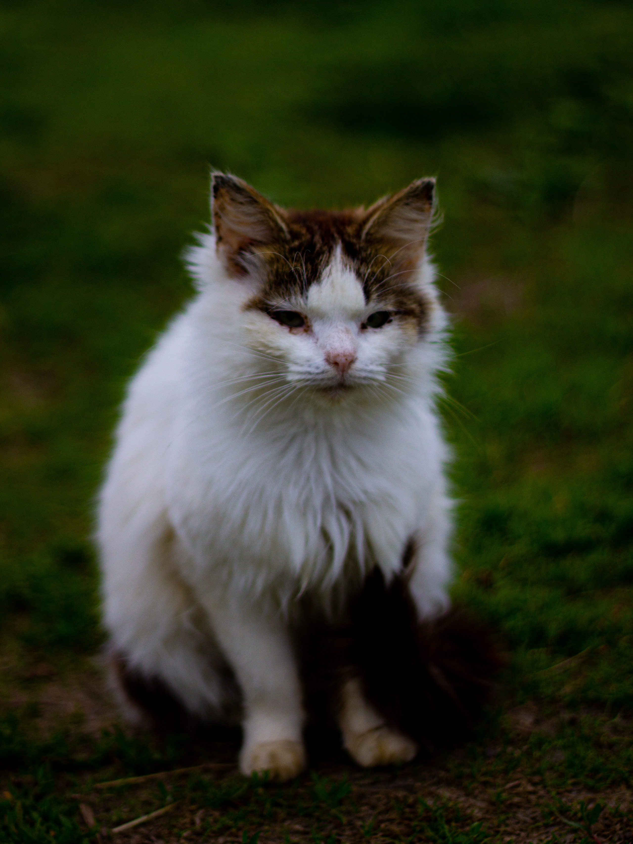 Село Петрилово. «Матрица»