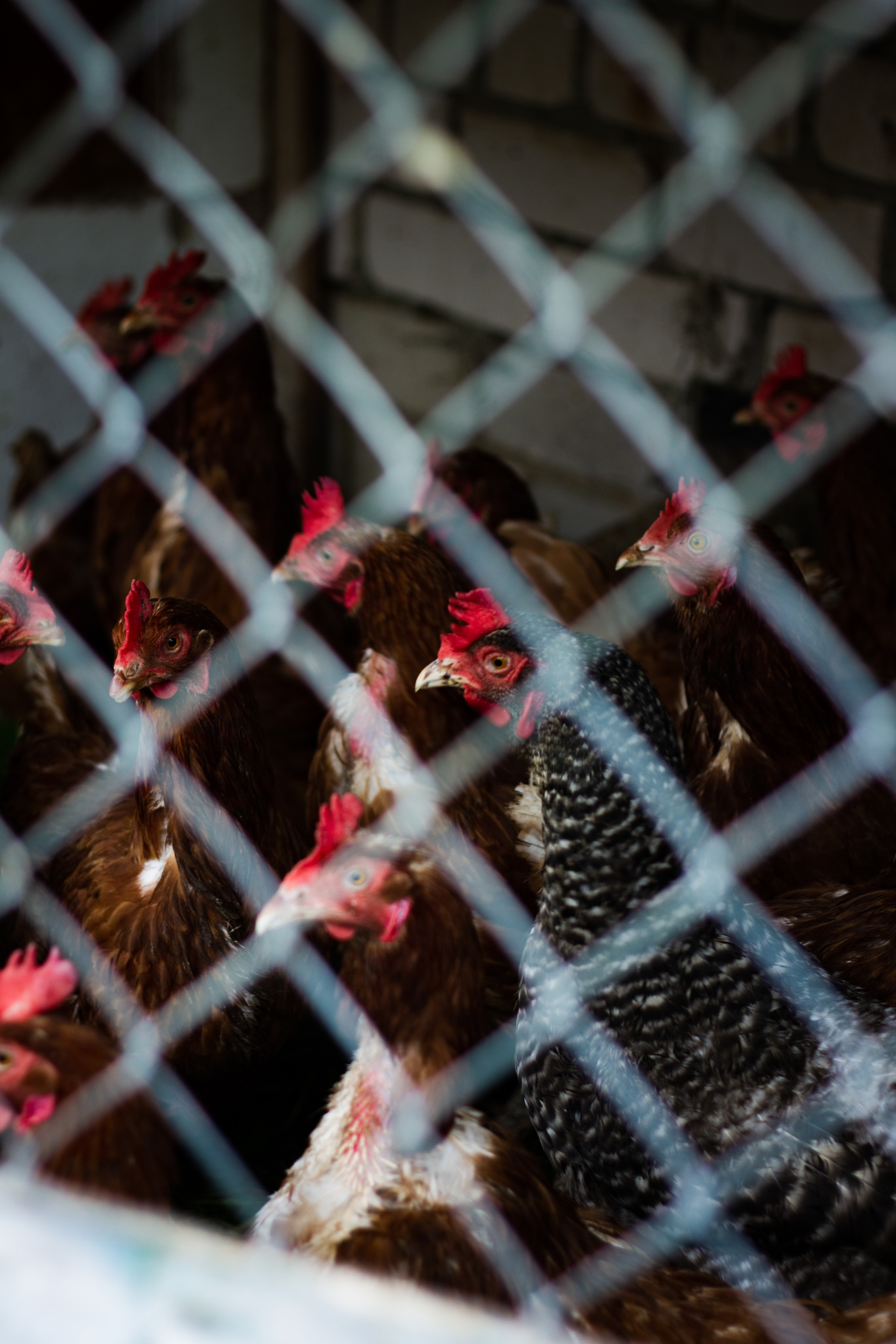 Село Петрилово. «Матрица»