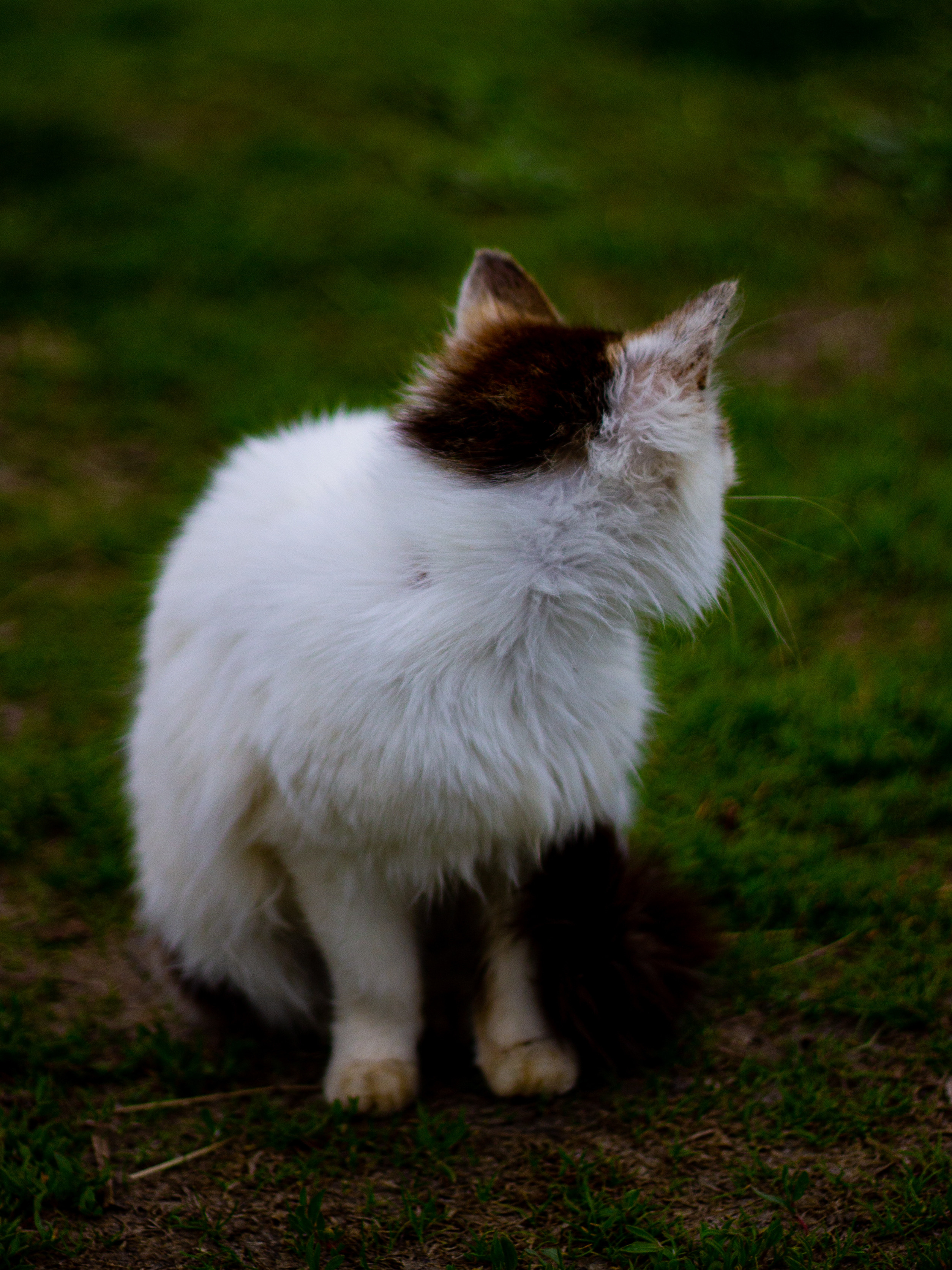 Село Петрилово. «Матрица»