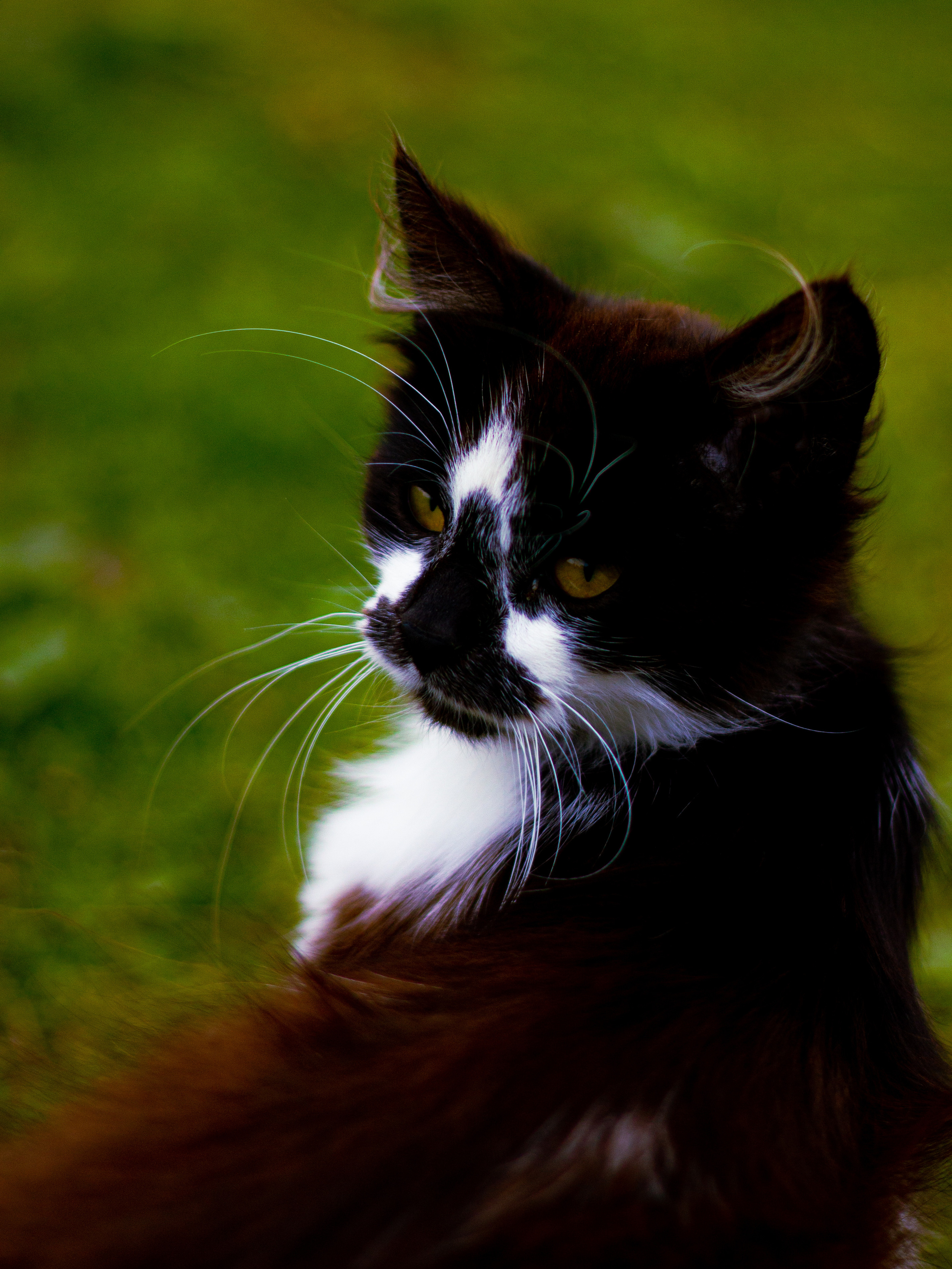 Село Петрилово. «Матрица»