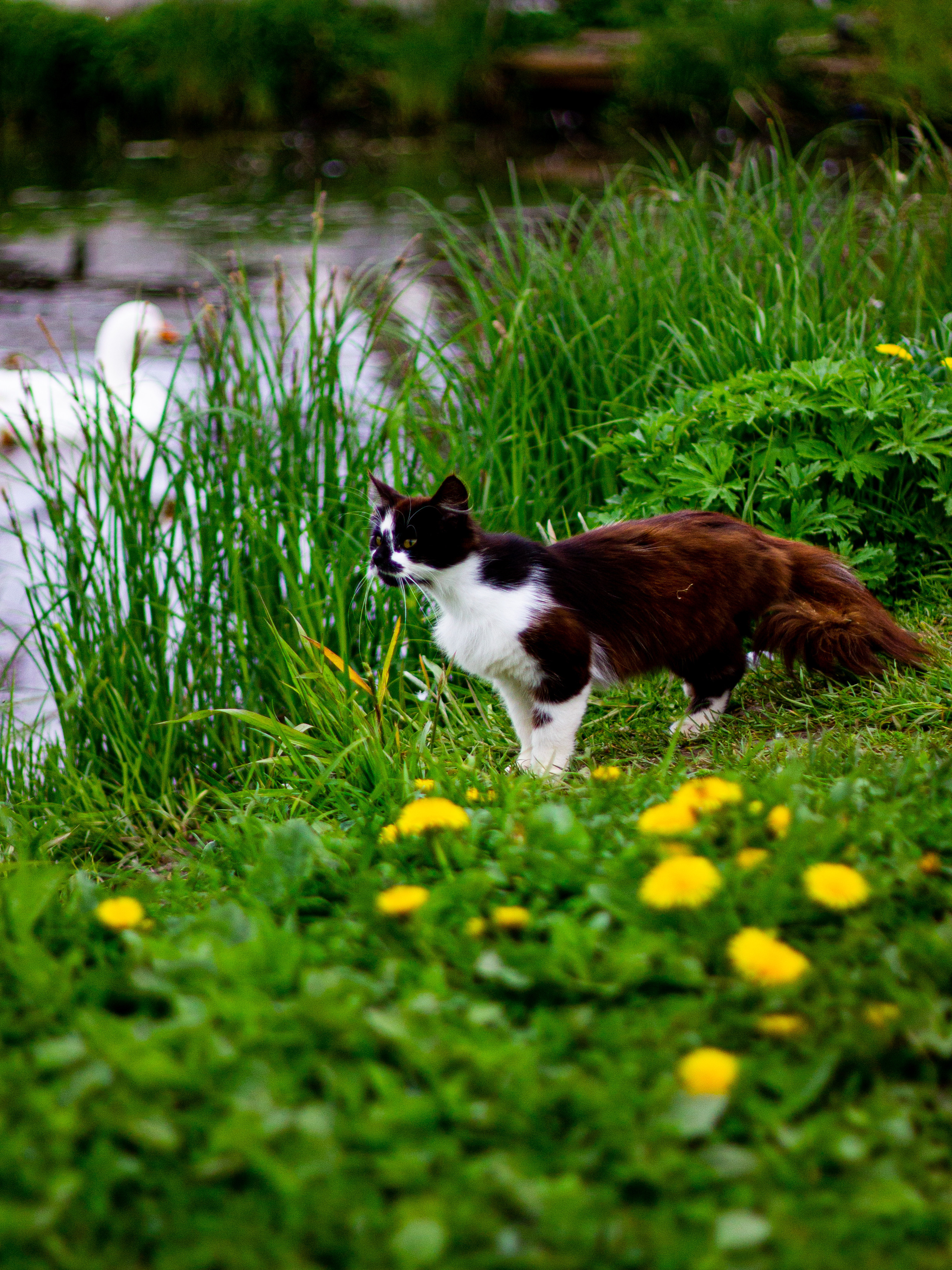Село Петрилово. «Матрица»