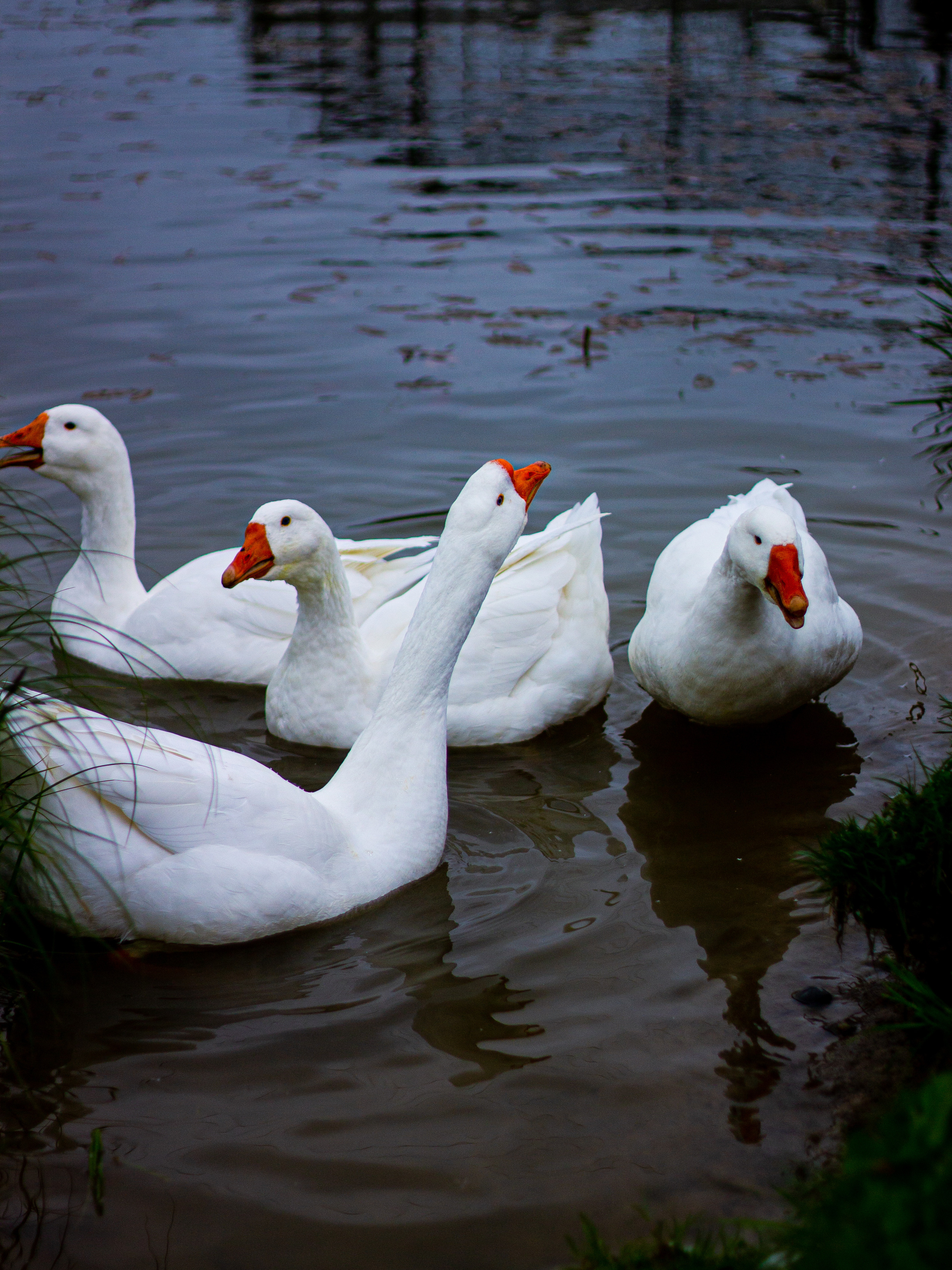 Село Петрилово. «Матрица»