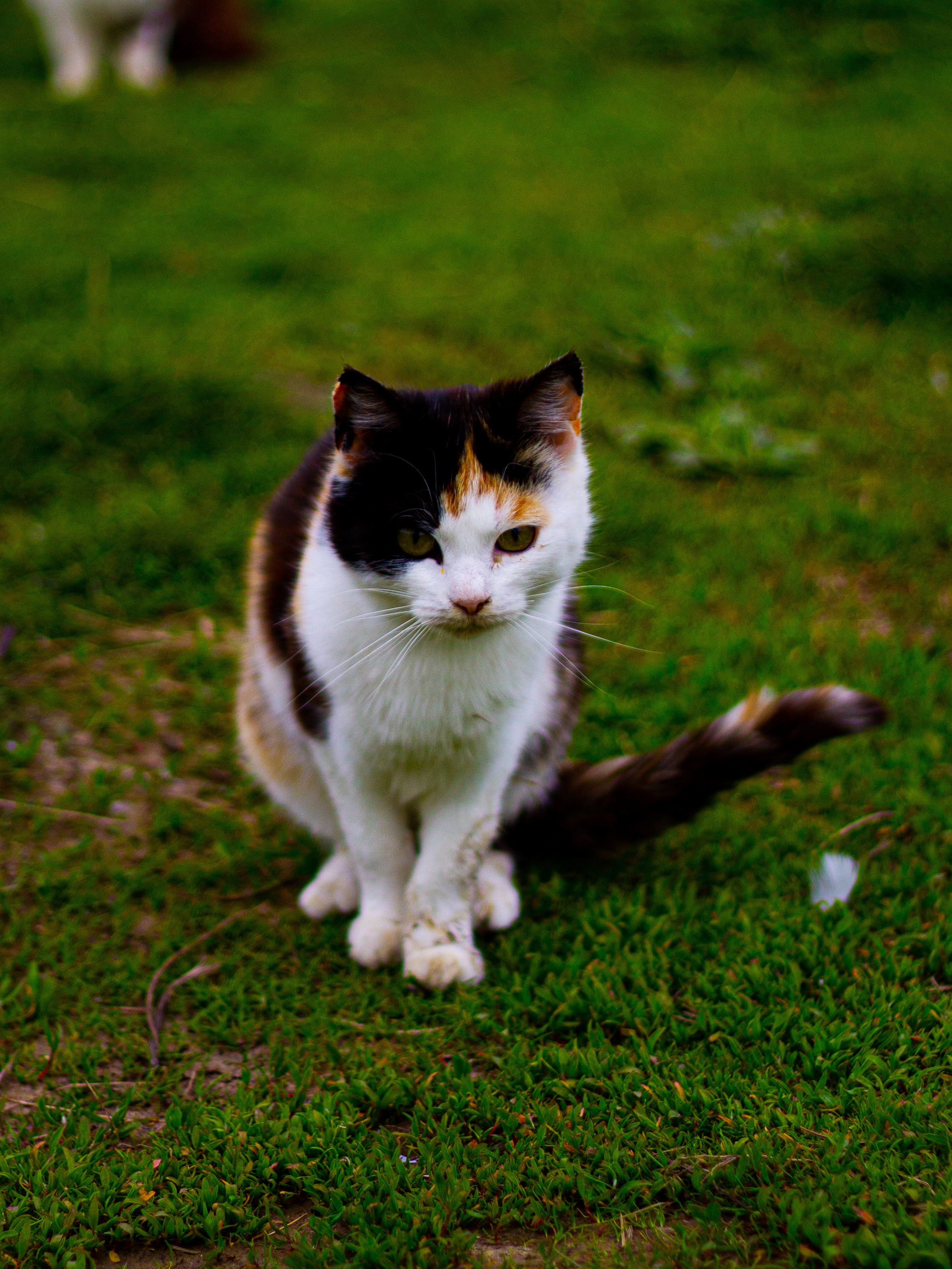 Село Петрилово. «Матрица»
