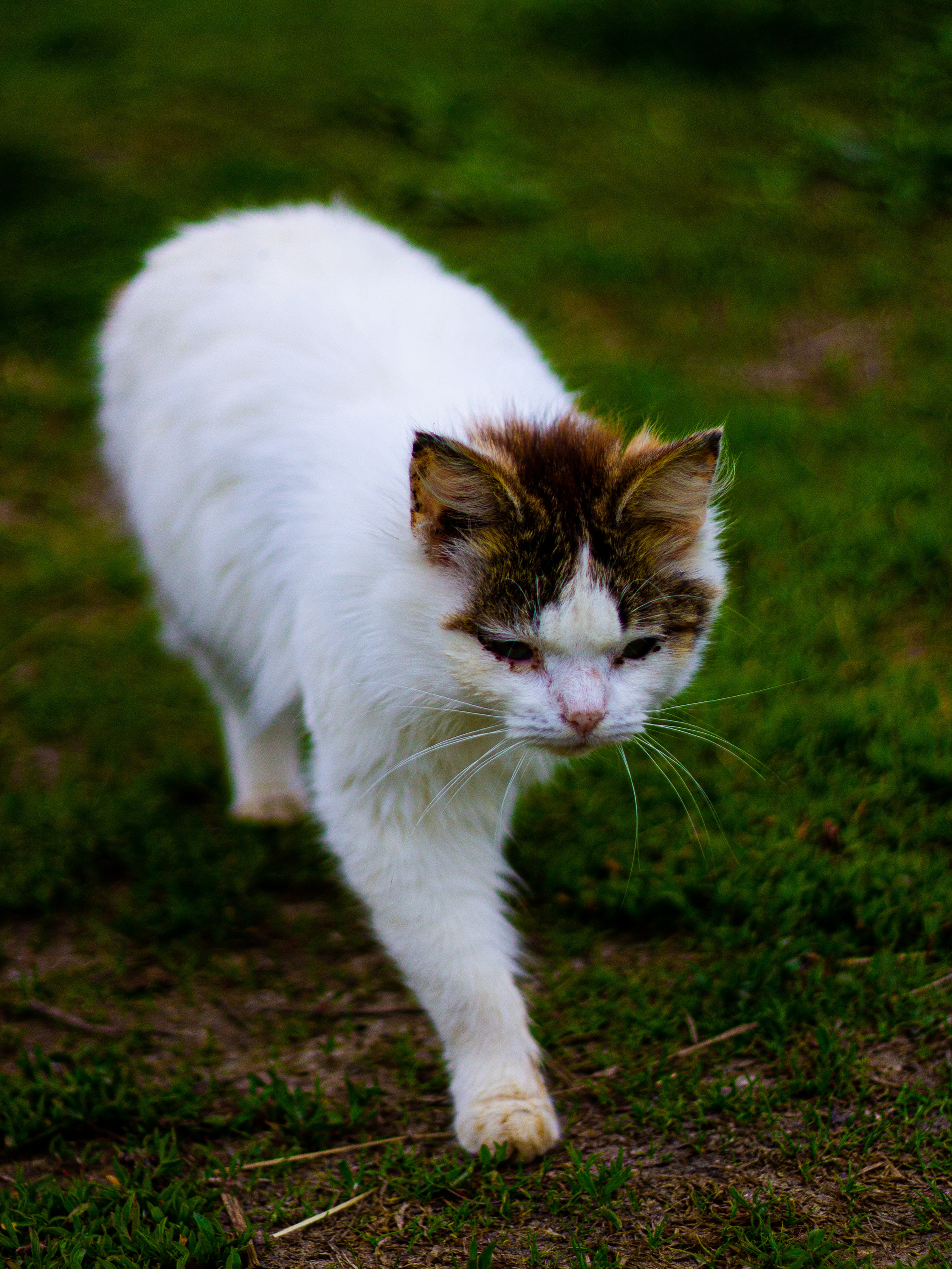 Село Петрилово. «Матрица»
