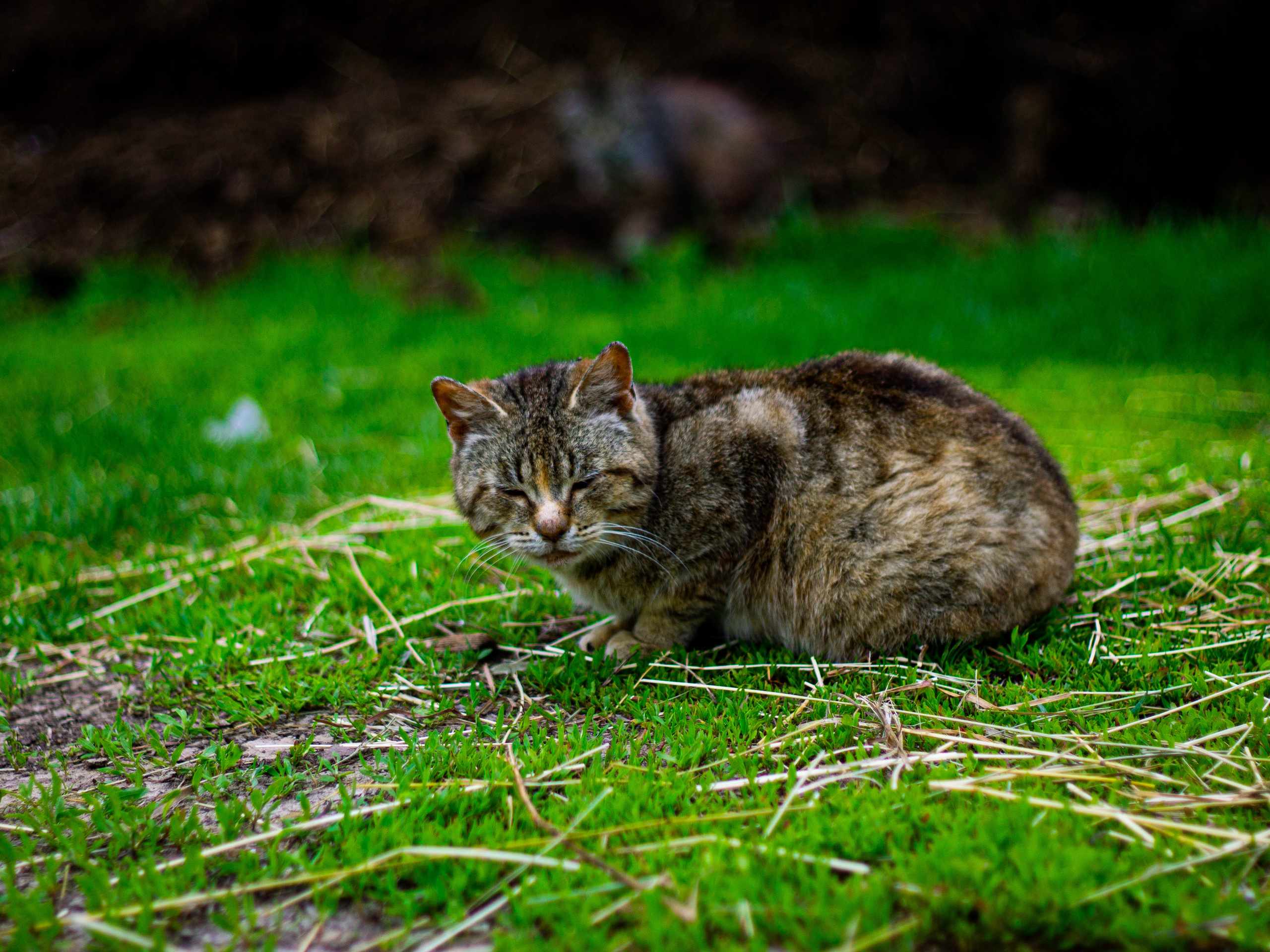 Село Петрилово. «Матрица»