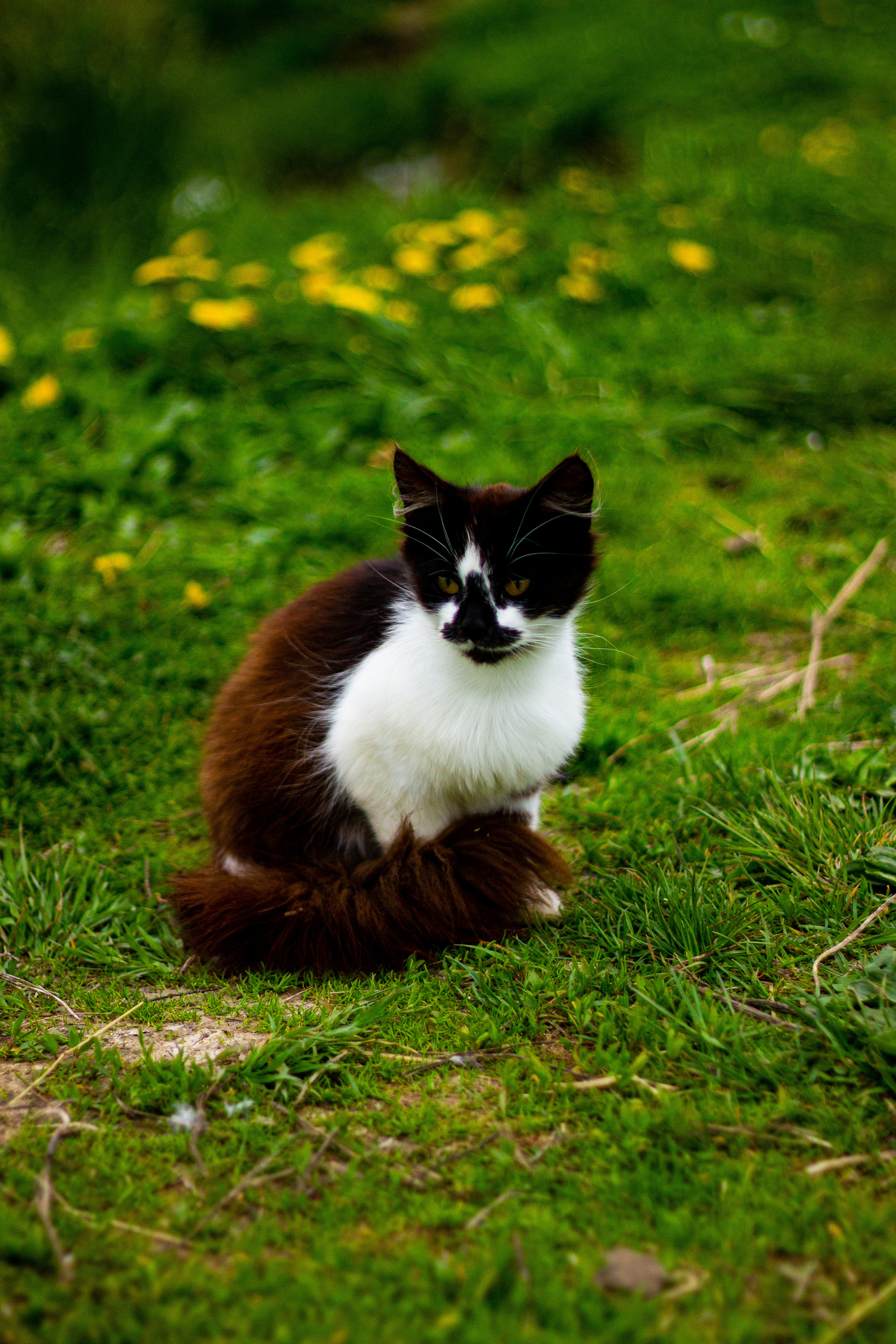 Село Петрилово. «Матрица»