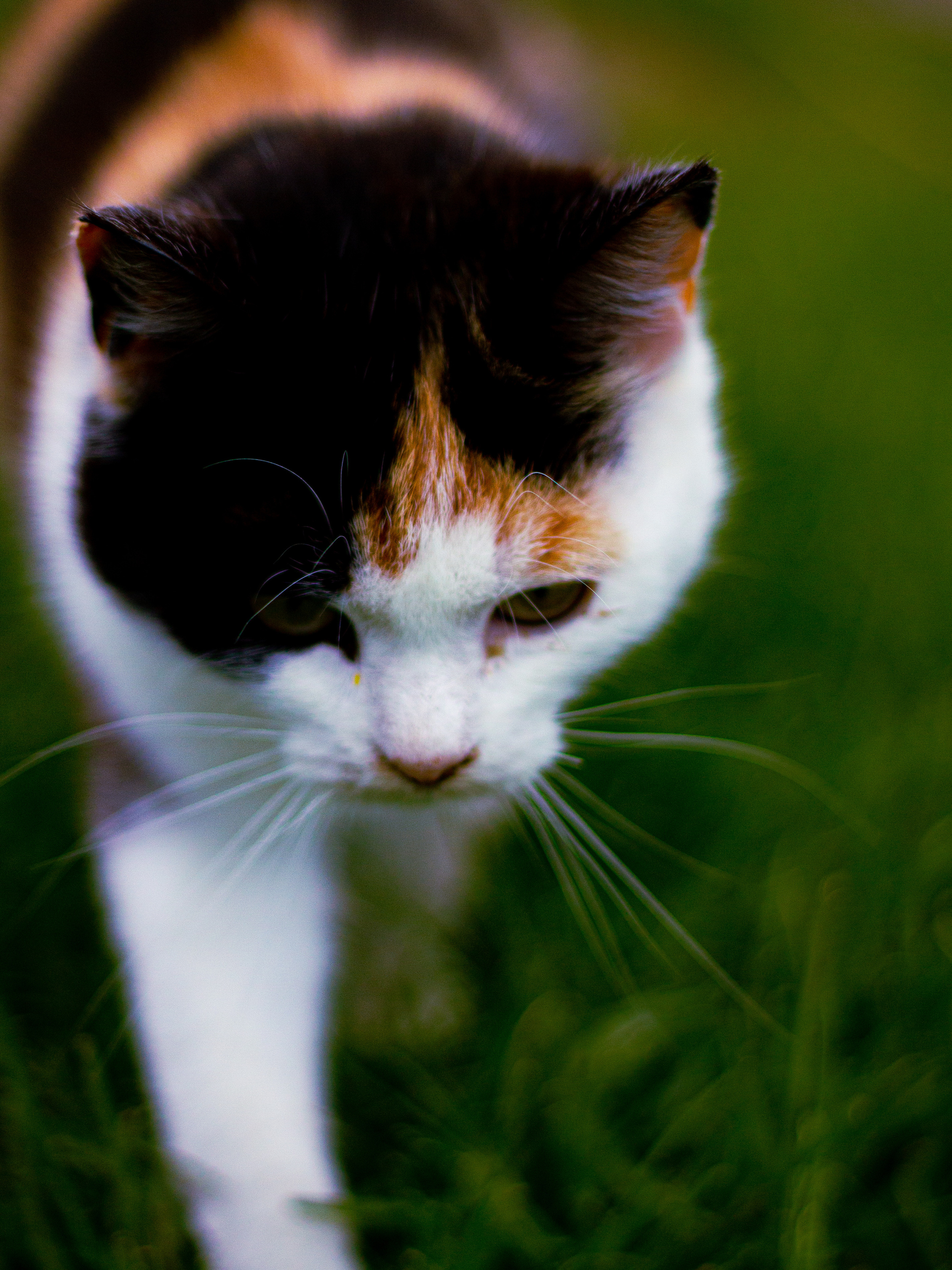Село Петрилово. «Матрица»