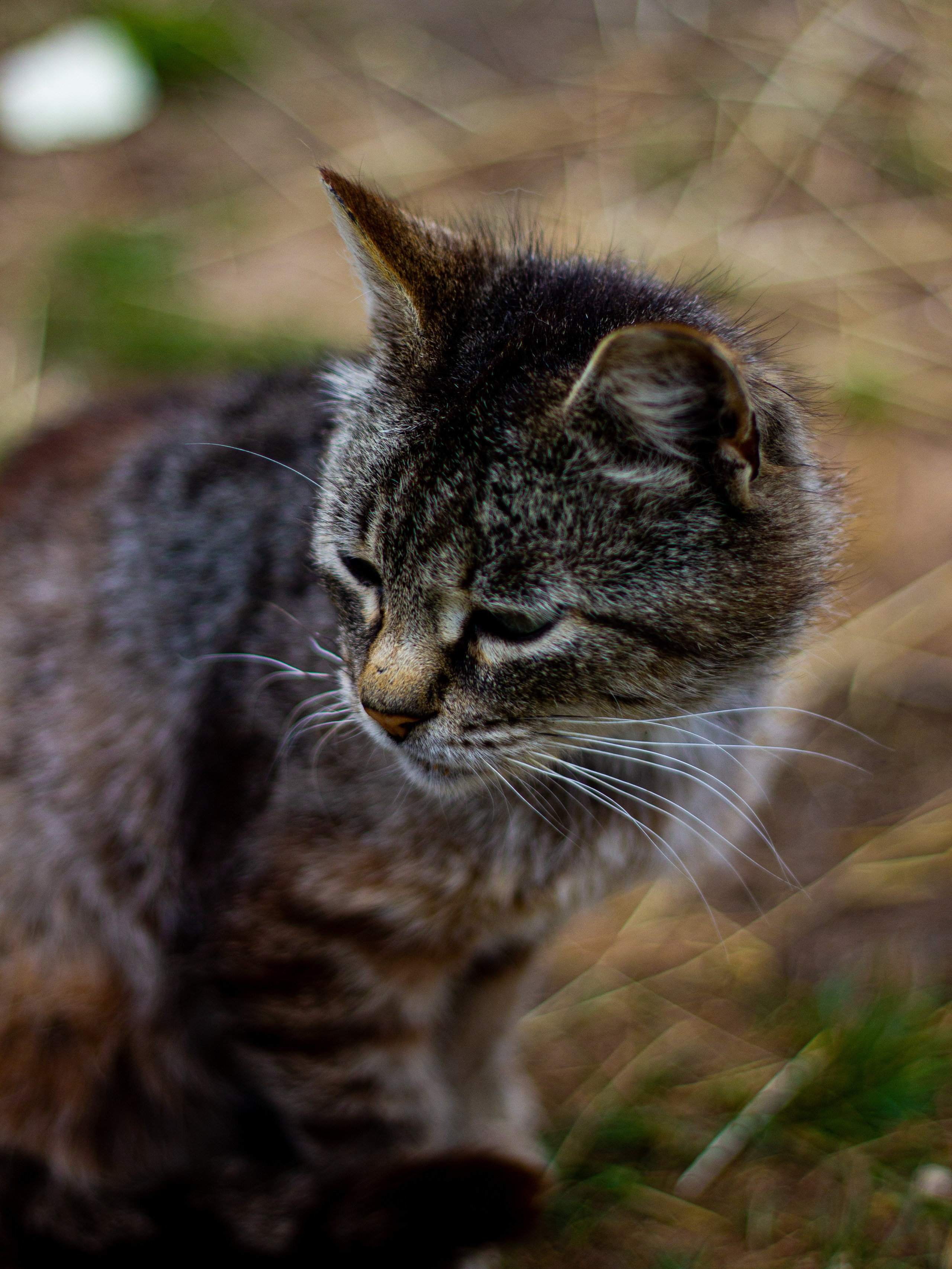 Село Петрилово. «Матрица»