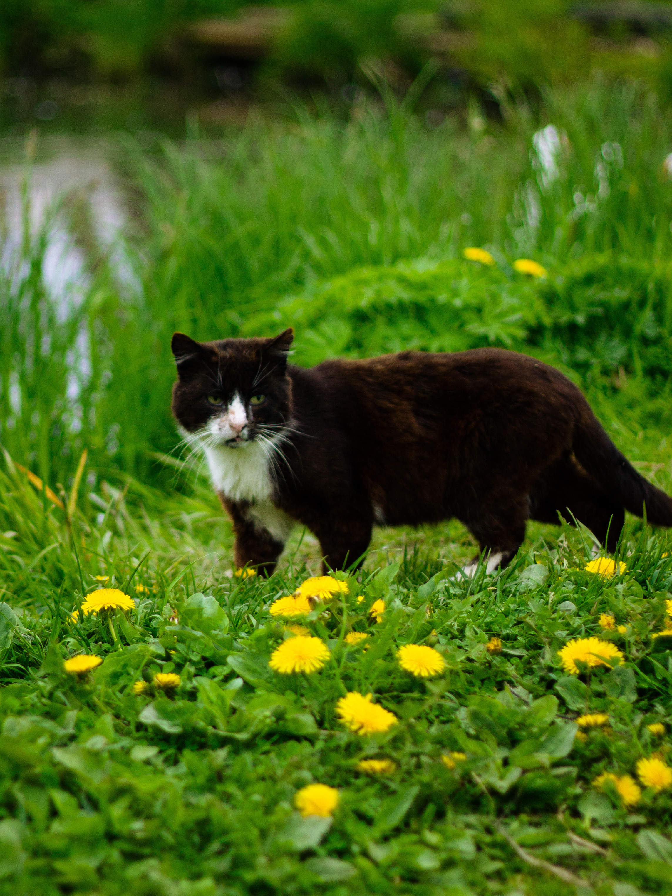 Село Петрилово. «Матрица»