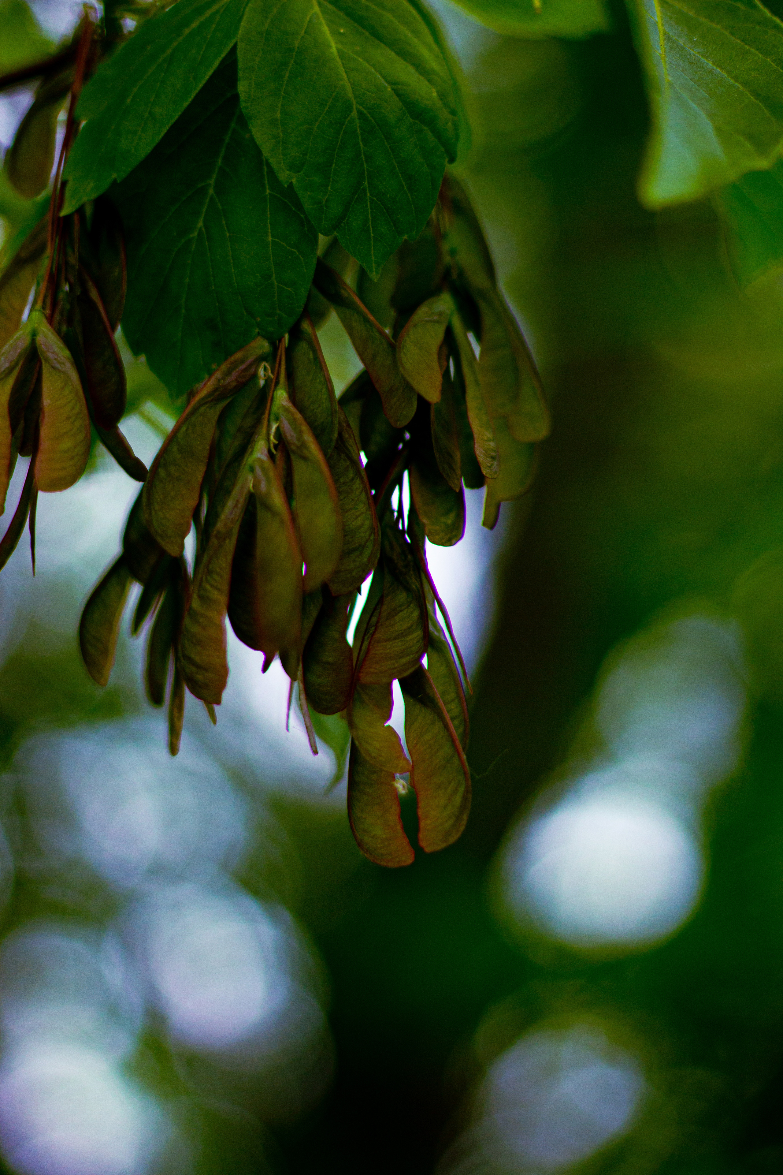 Село Петрилово. «Матрица»