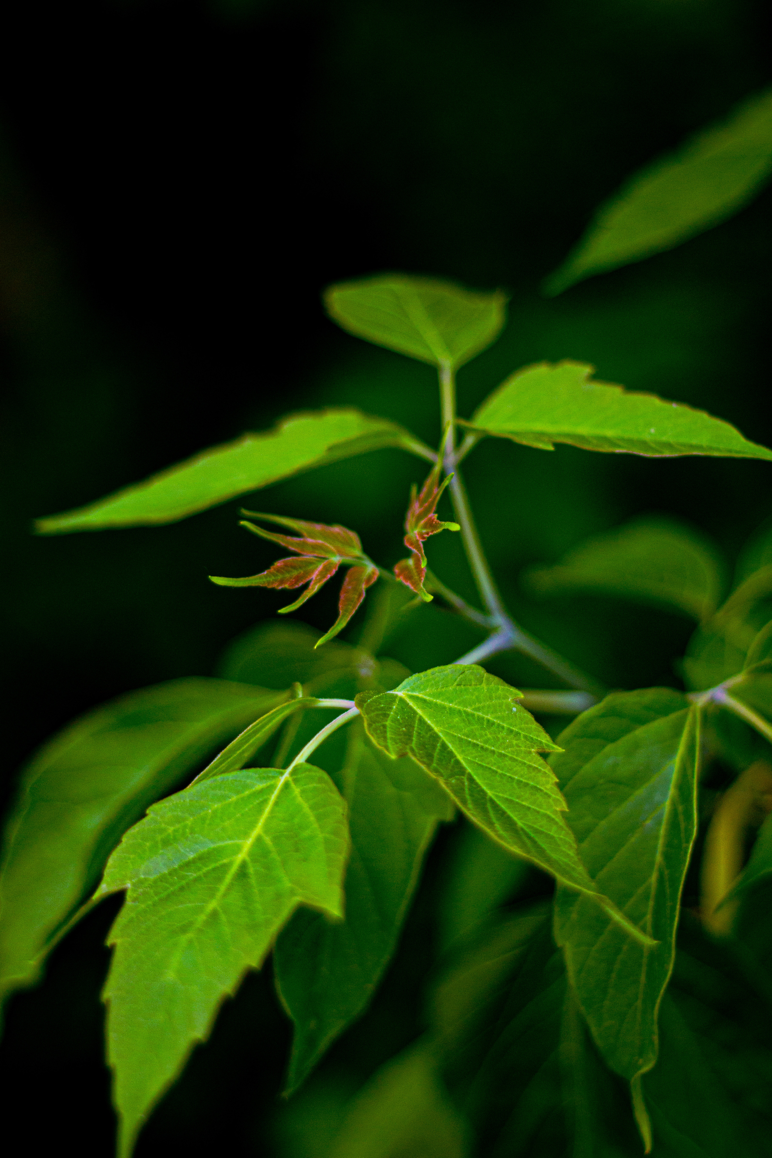 Село Петрилово. «Матрица»