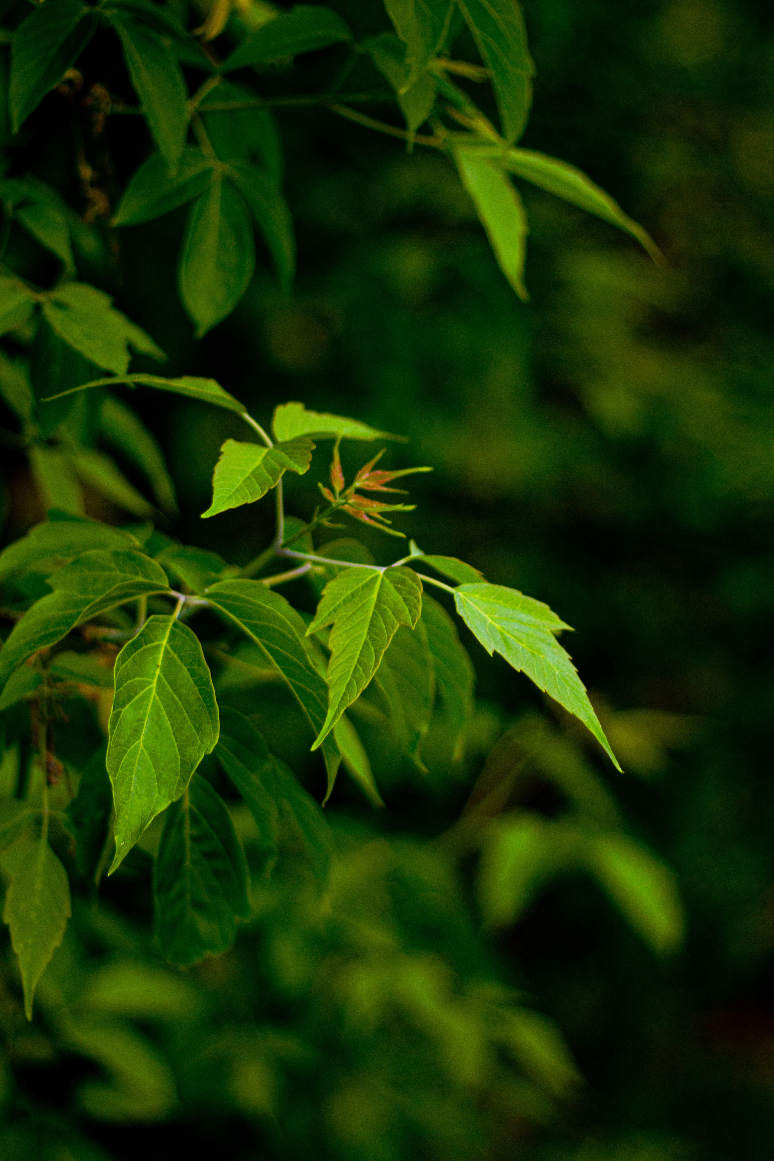 Село Петрилово. «Матрица»