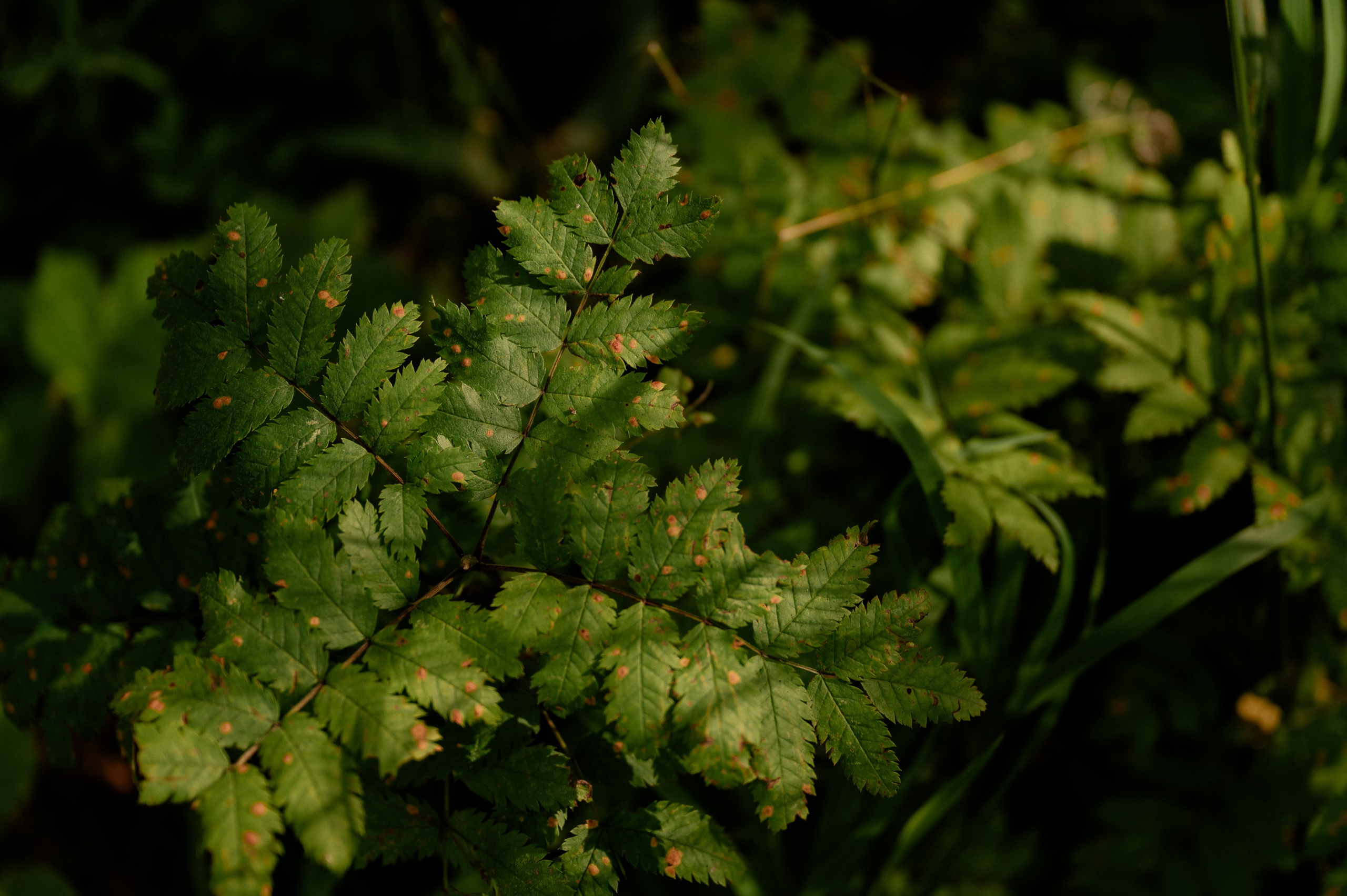 Михаил и Дарья. Фотограф Анна Пятак