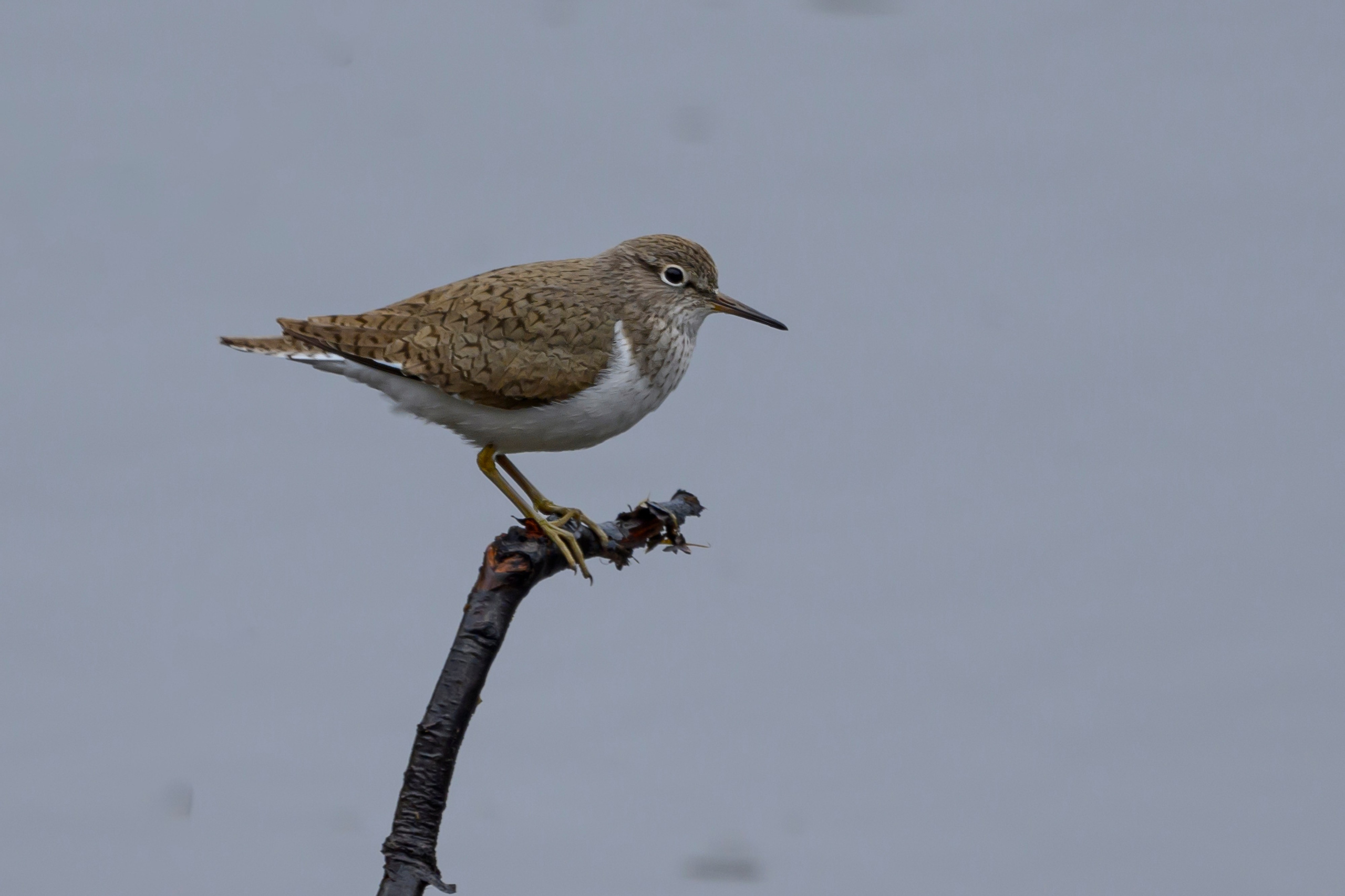 Дождь. Wildlife photography by Sergey Puponin
