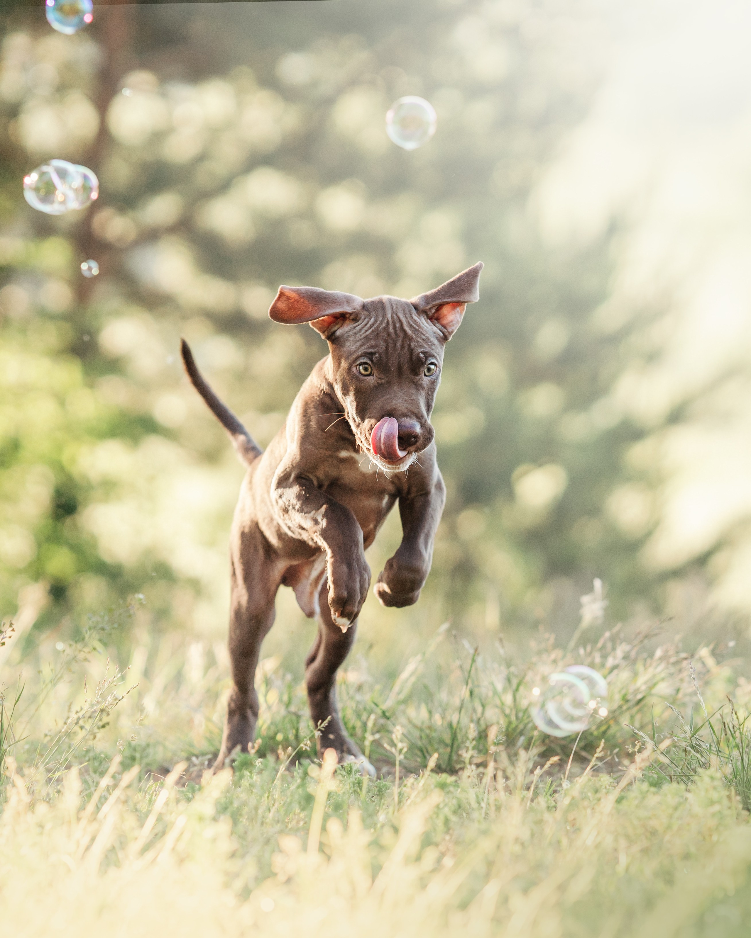 АПБТ. Фотограф анималист Осипчикова Мария