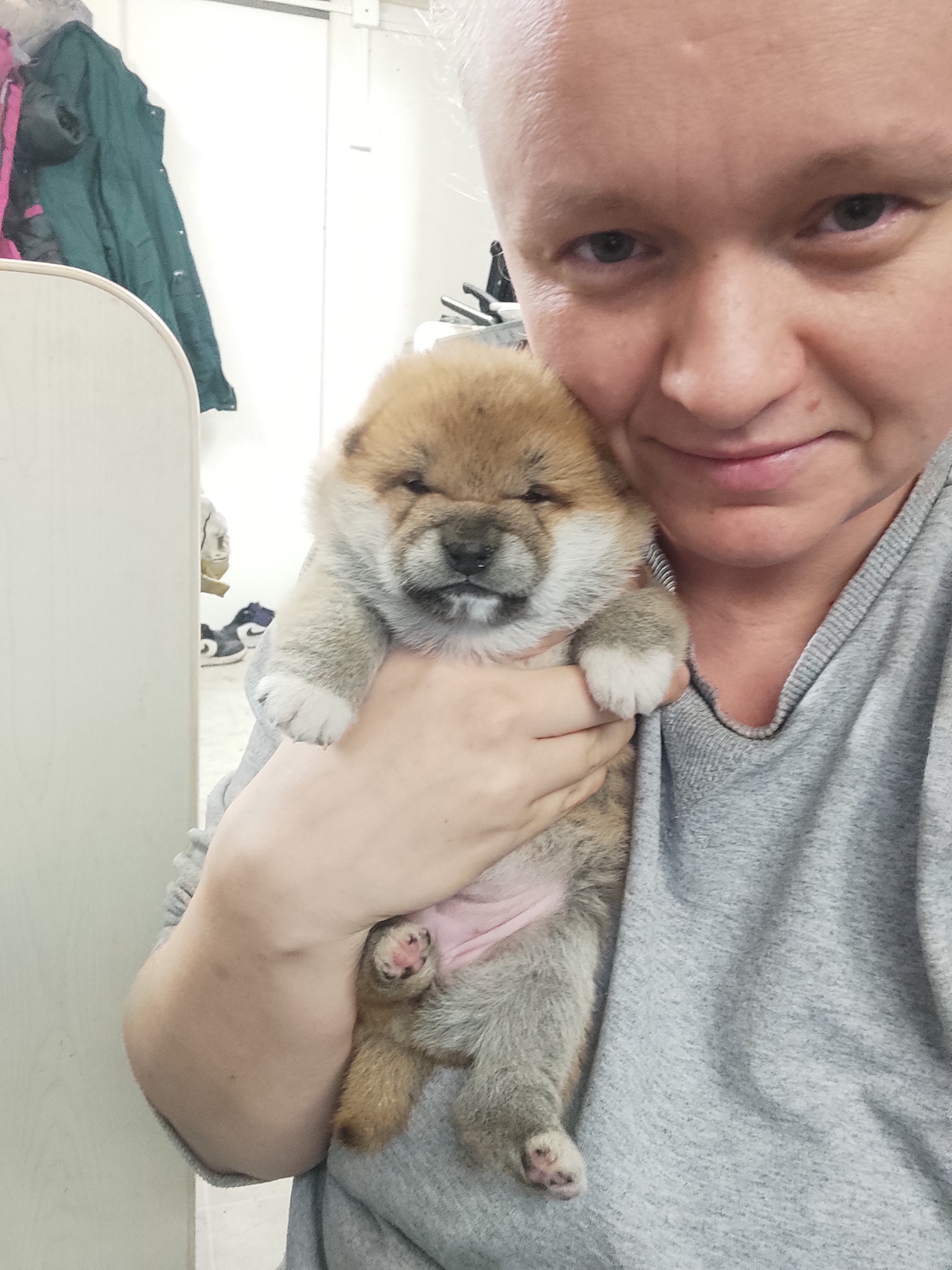 сиба питомник Рубилайт щенки на продажу rubylight  сиба щенки купить СПб Санкт-Петербург 